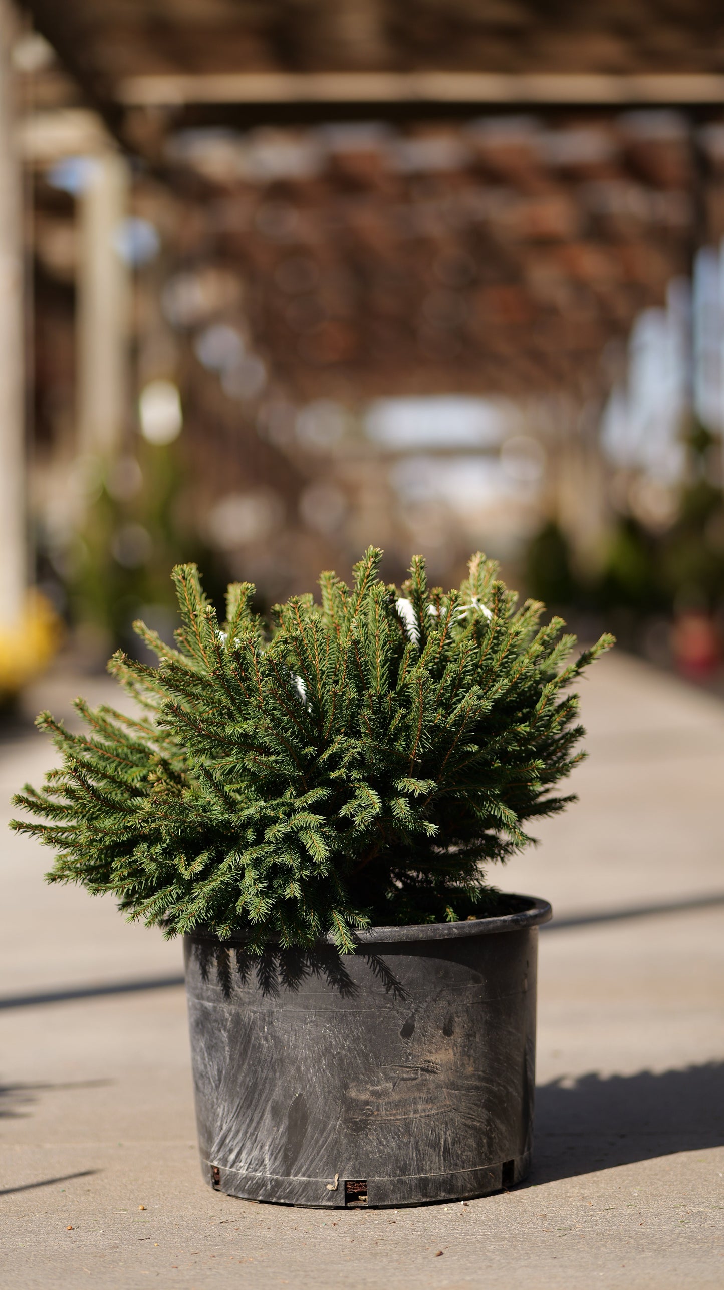 Picea | Dwarf Norway Spruce - 5 Gallon