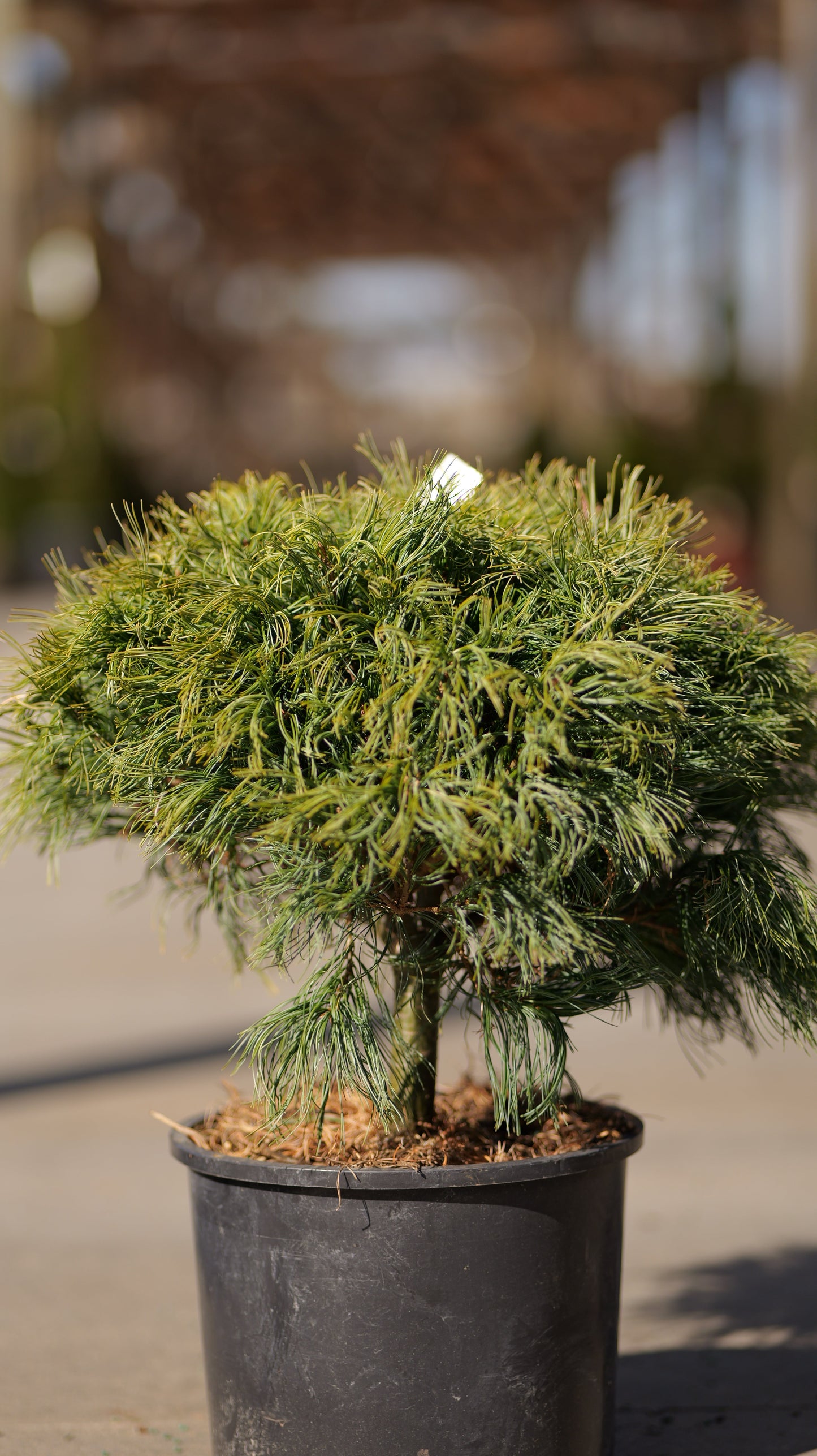Pinus | Mini Twists White Pine - 3 Gallon