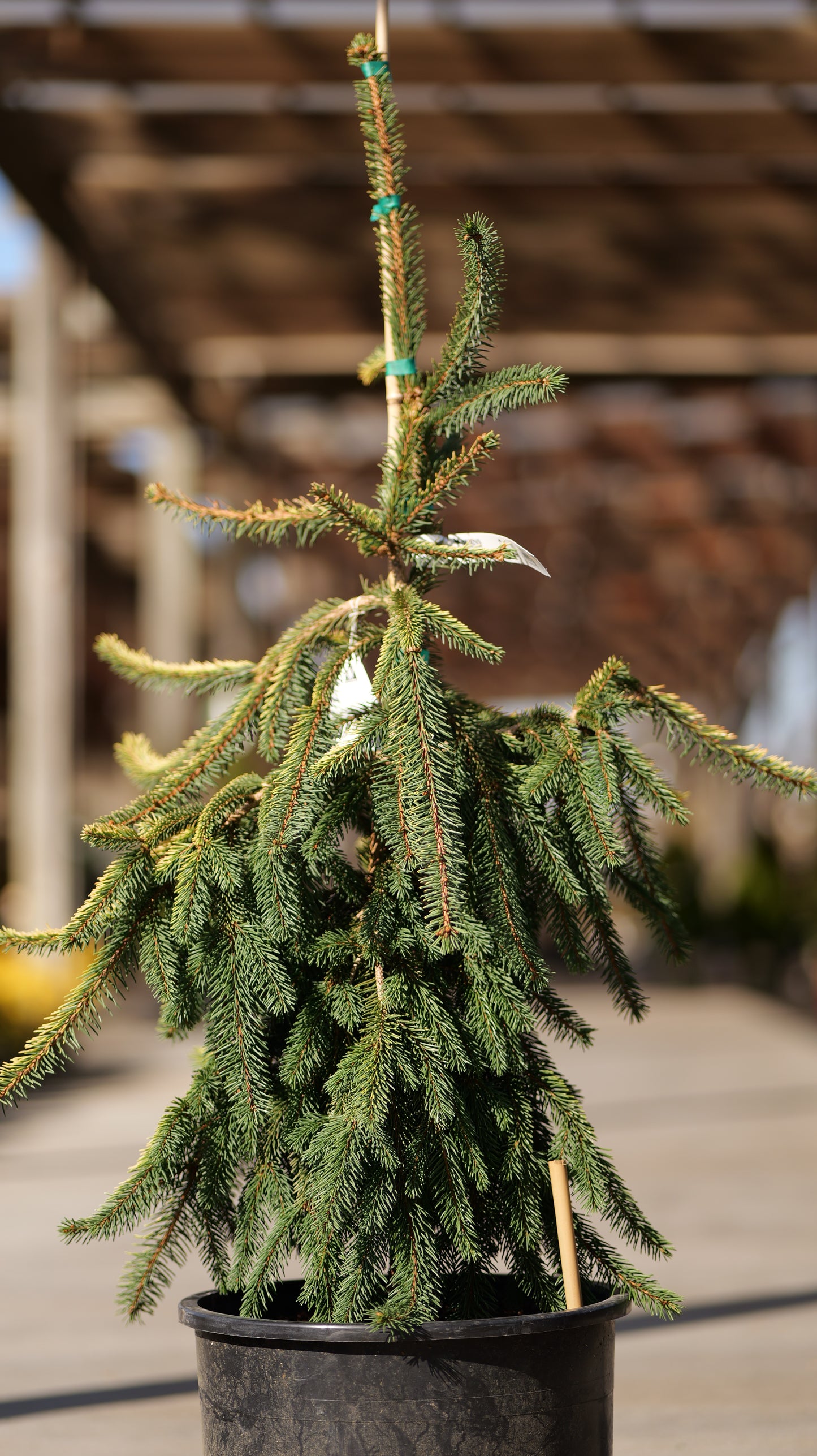 Picea | Gold Drift Norway Spruce