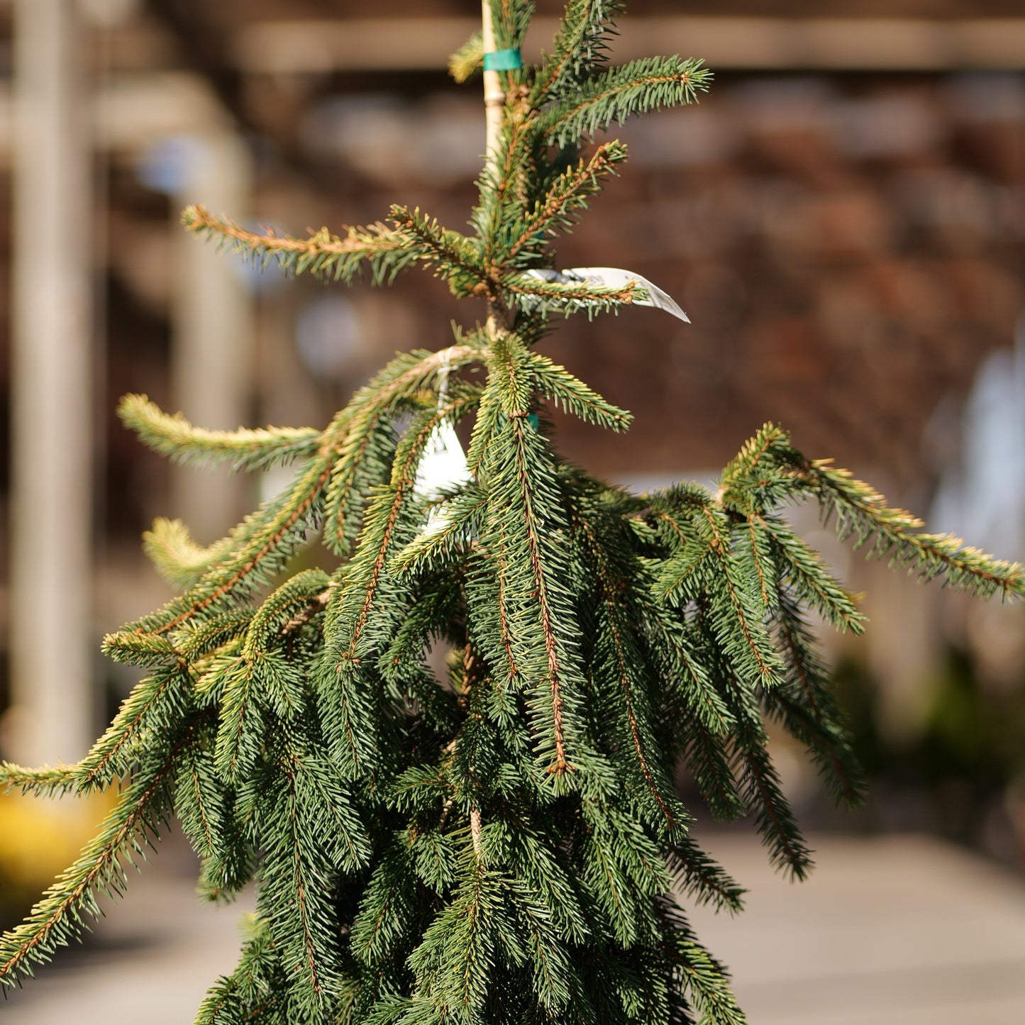 Picea | Gold Drift Norway Spruce - 6 Gallon