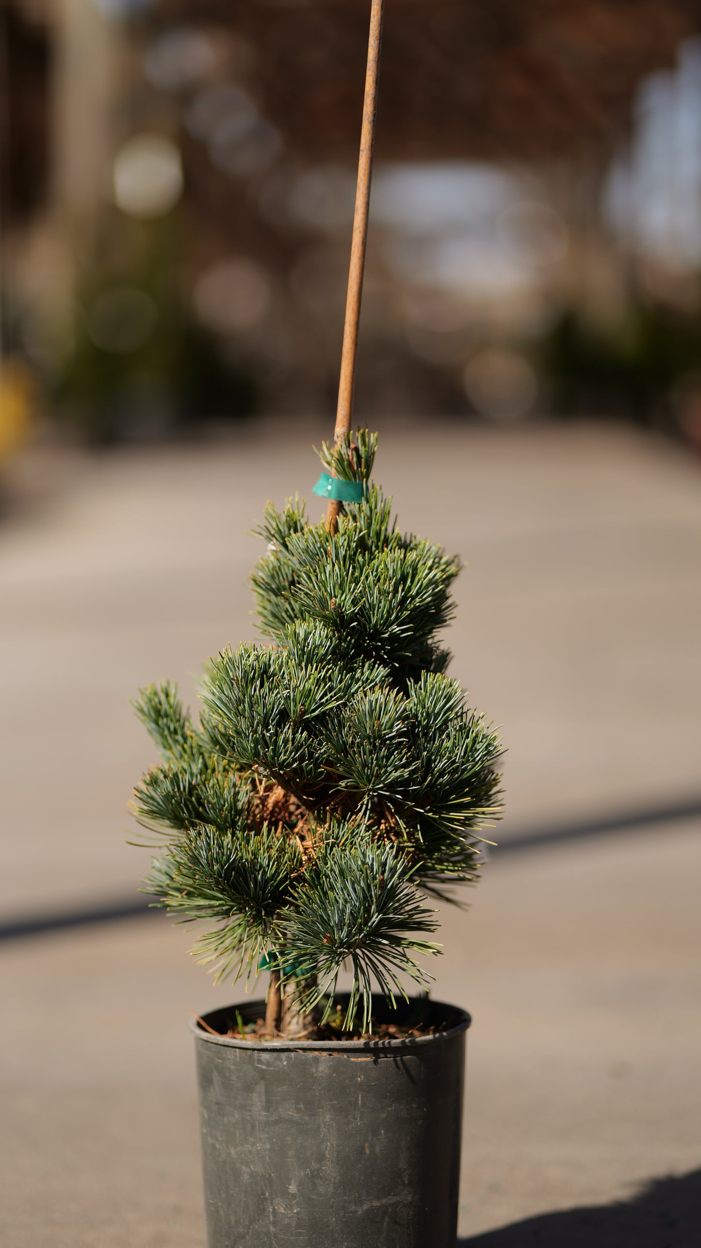 Pinus | Aoi Japanese White Pine