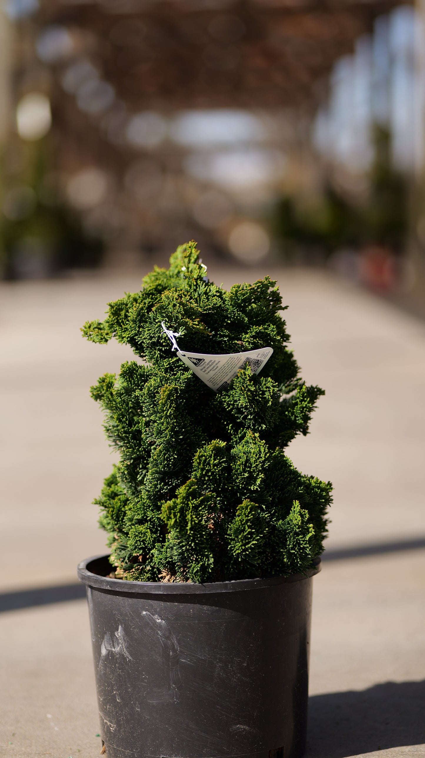 Chamaecyparis | Thoweil Hinoki Cypress - 3 Gallon
