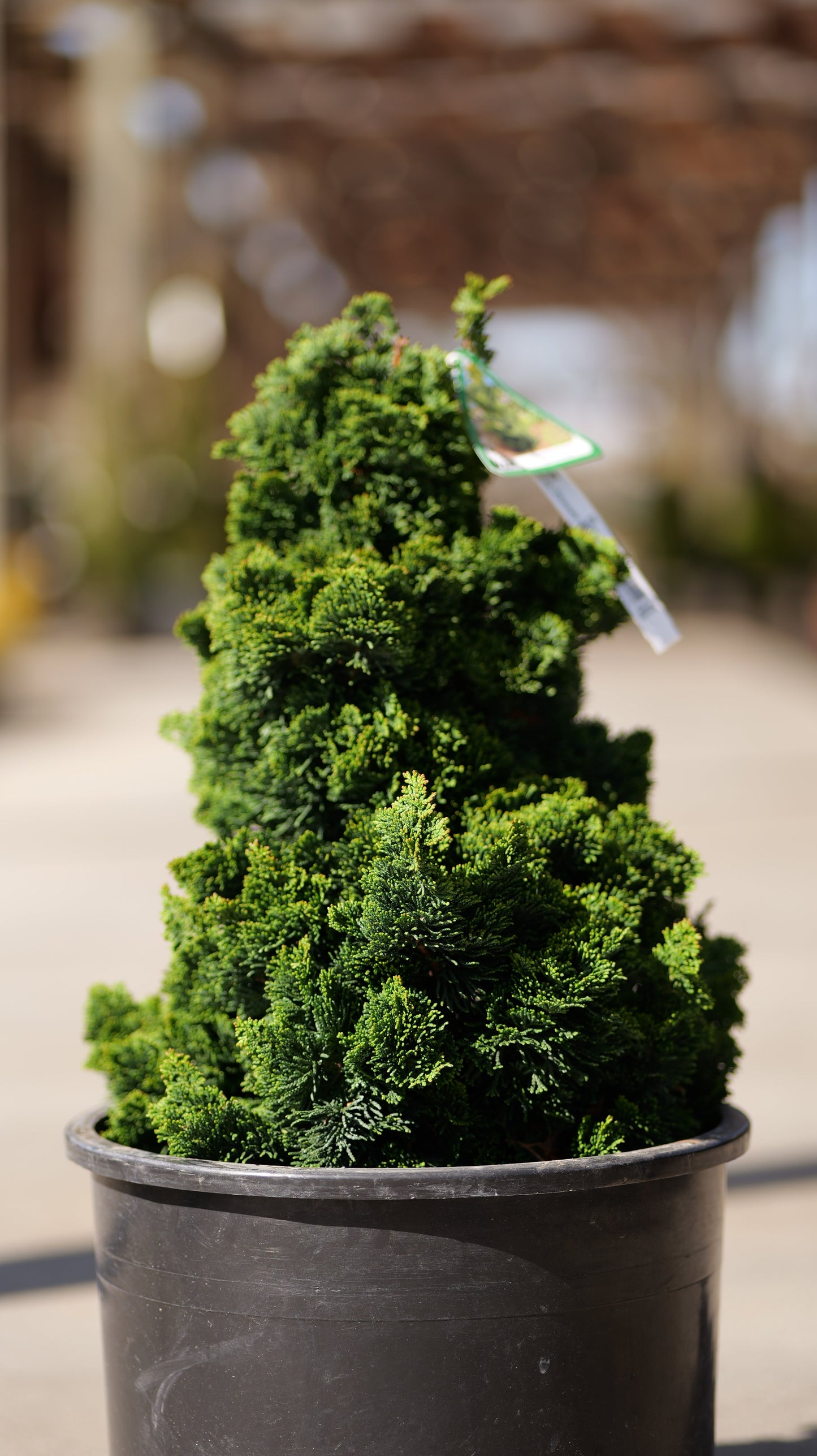 Chamaecyparis | Thoweil Hinoki Cypress - 6 Gallon
