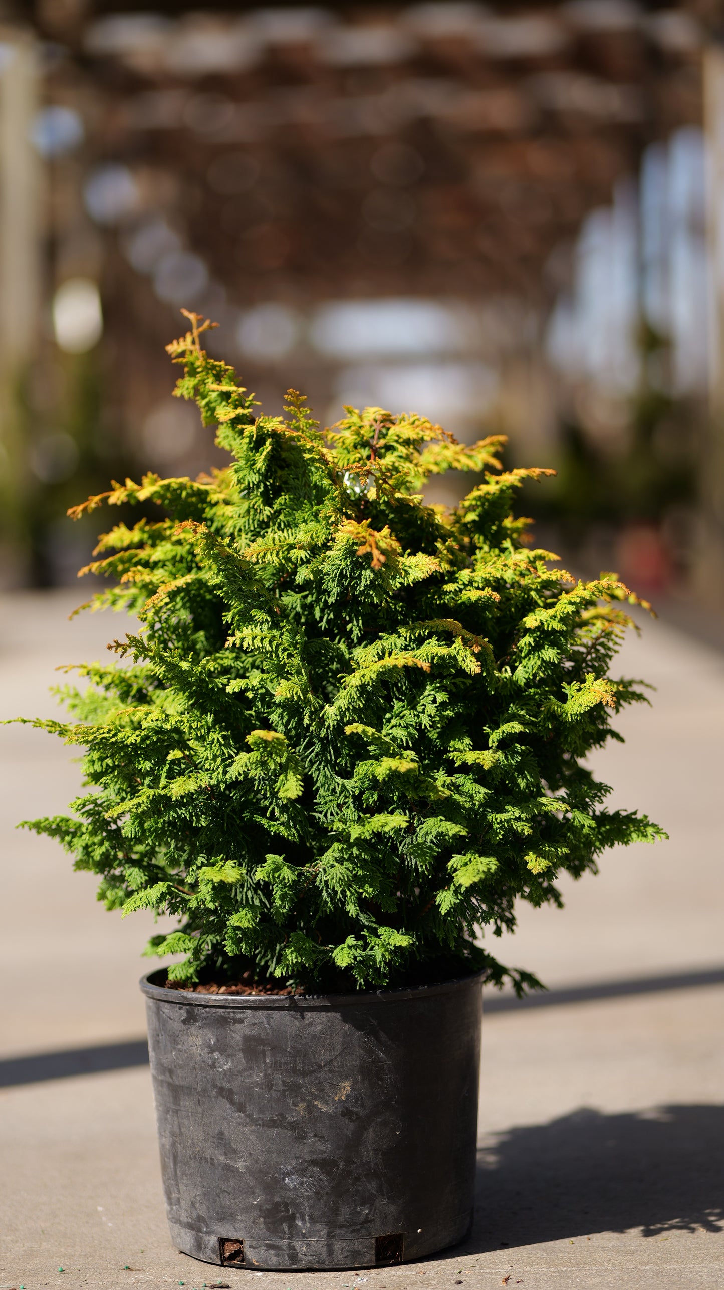 Chamaecyparis | Fernspray Gold False Cypress
