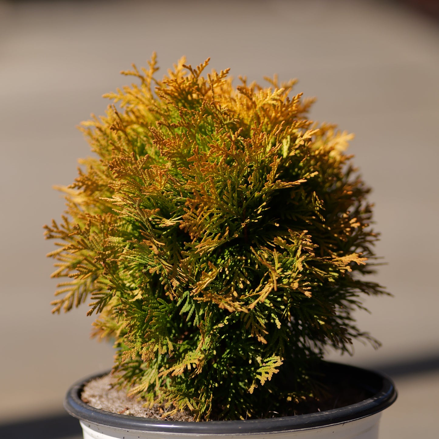 Thuja | Anna's Magic Ball Arborvitae - 2 Gallon