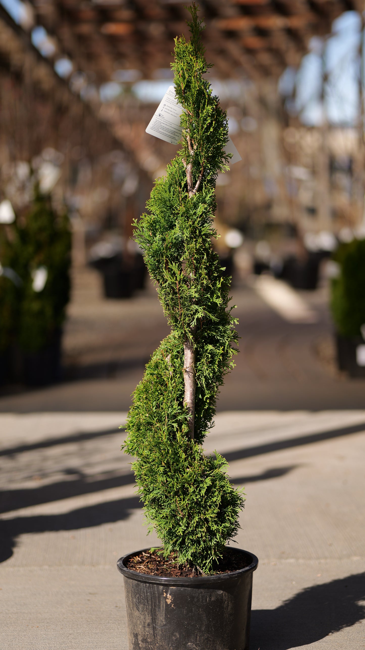 Thuja | Emerald Green Arborvitae