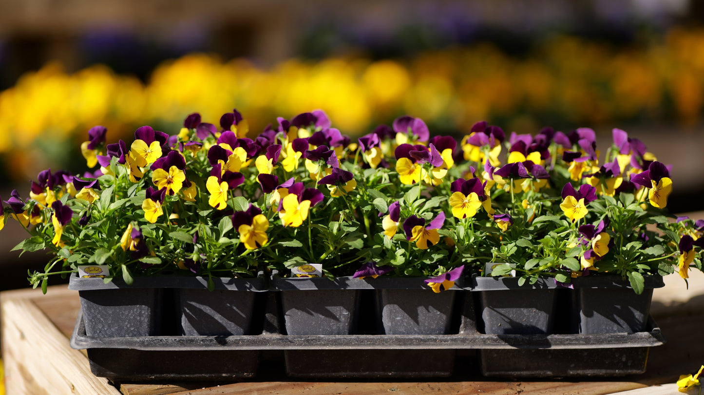 Viola | Sorbet - 4 Pack