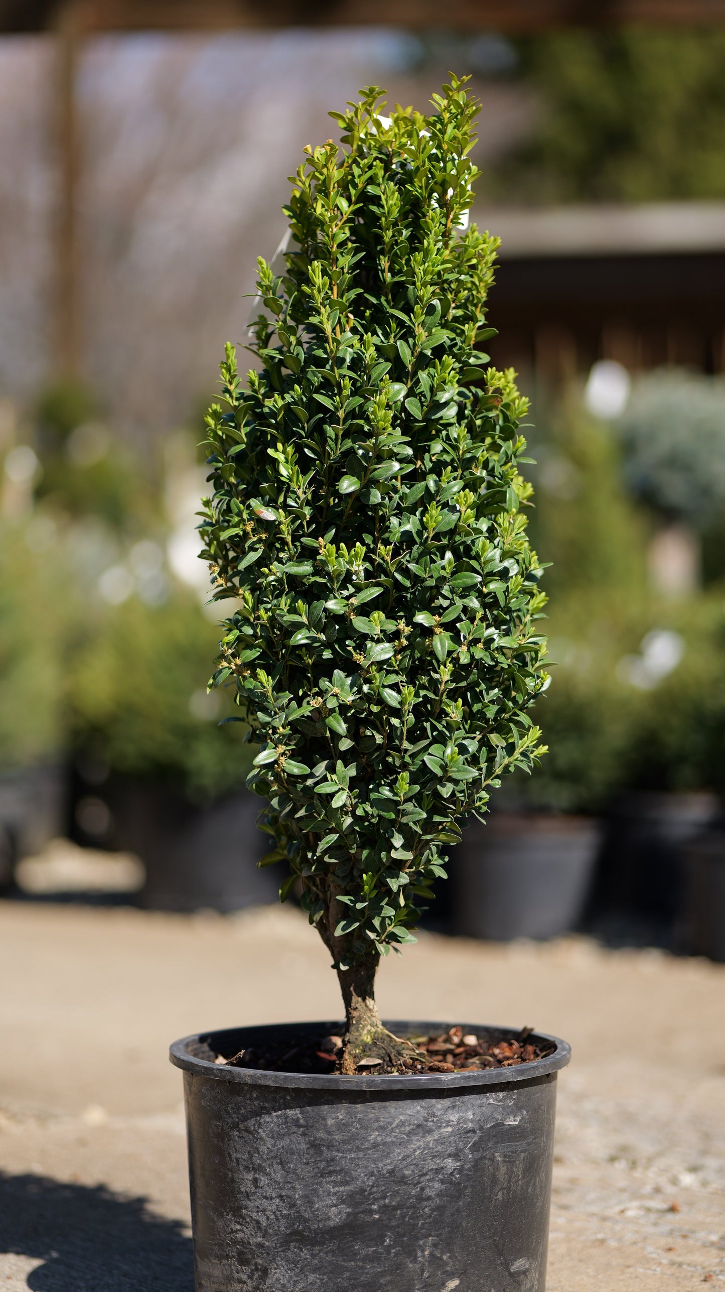 Buxus | Graham Blandy Boxwood - 6 Gallon