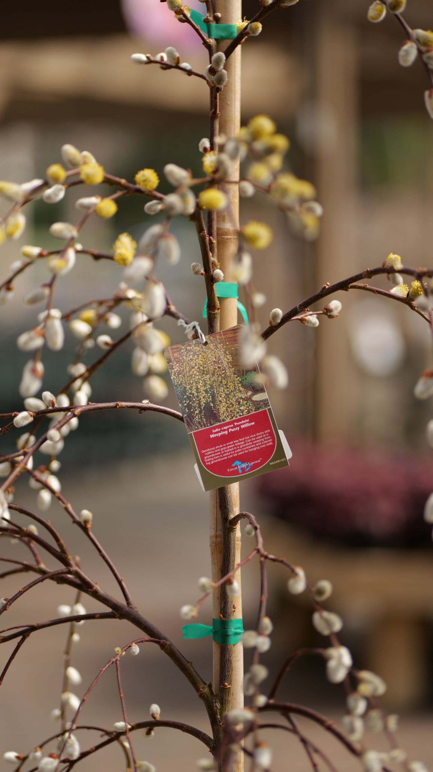 Salix | Weeping Pussy Willow - 15 Gallon