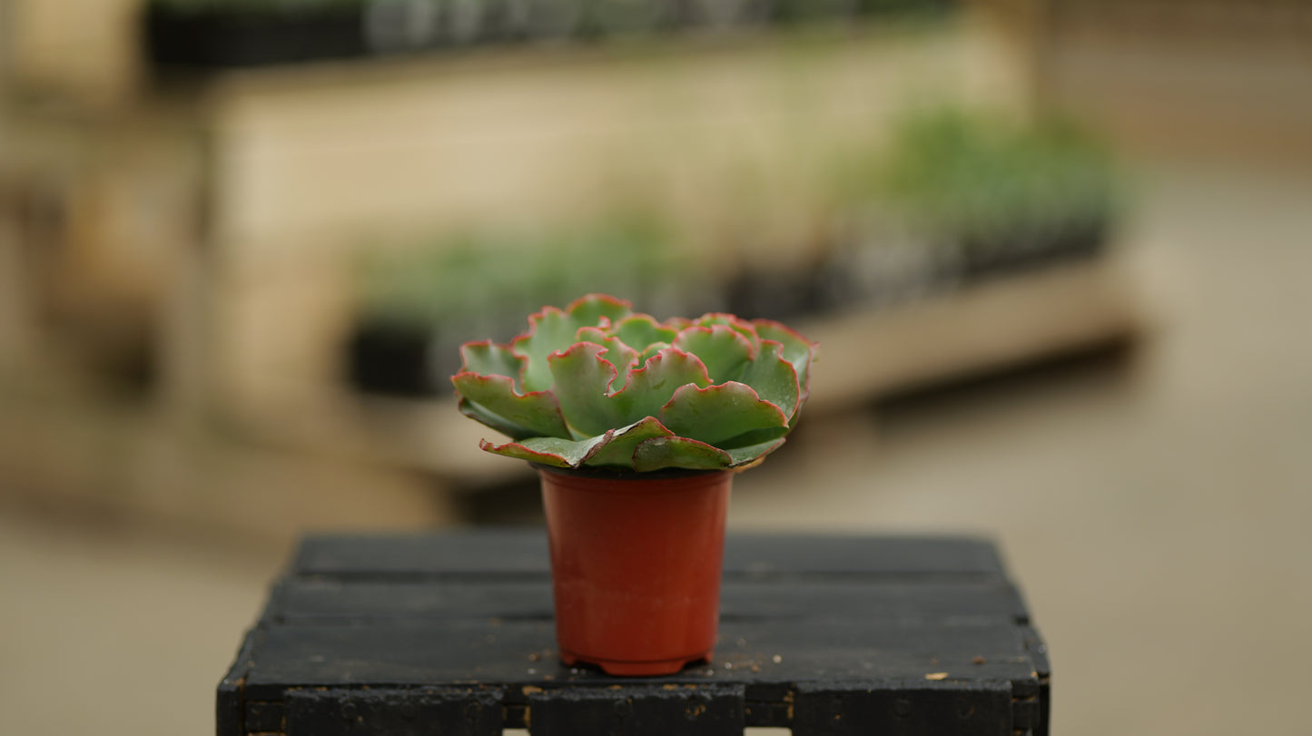 Echeveria | Chroma - 3.5 Inch