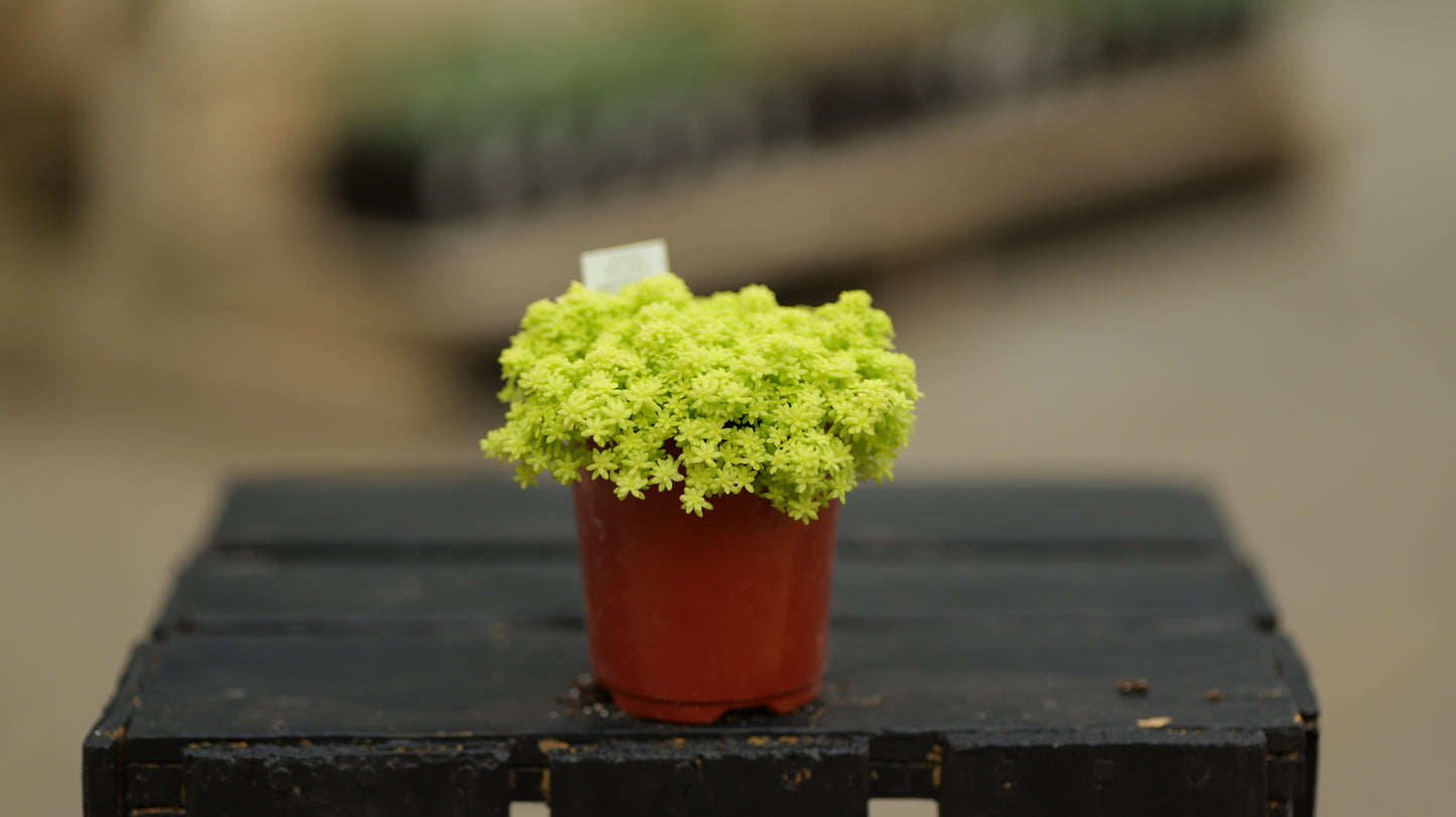 Sedum | Fine Leaf Gold - 3.5 Inch