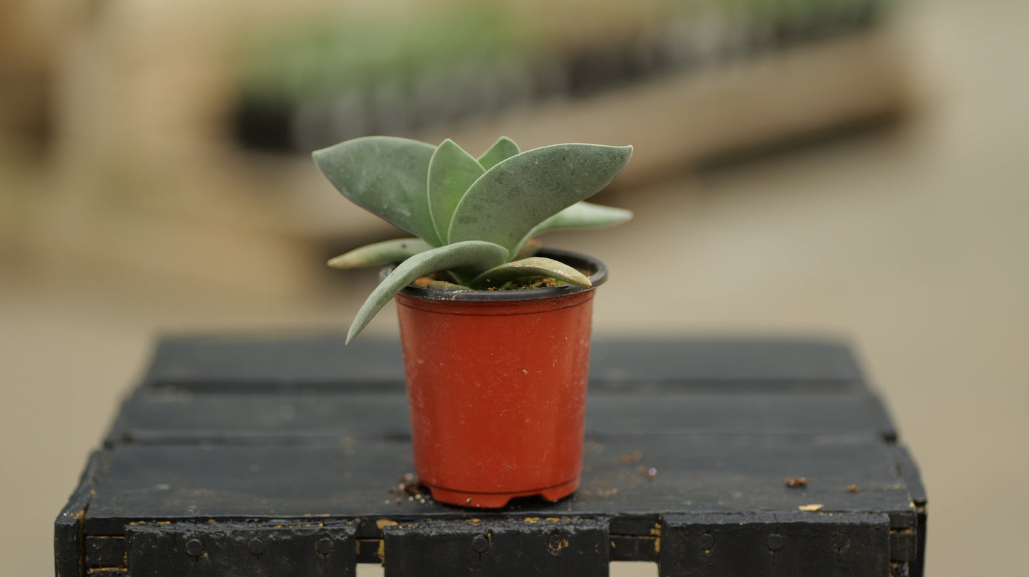Crassula | Falcata - 3.5 Inch
