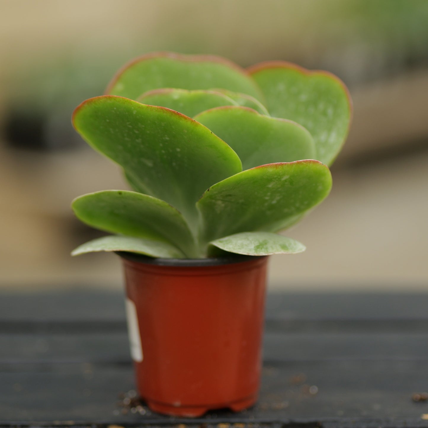 Kalanchoe | Kalanchoe