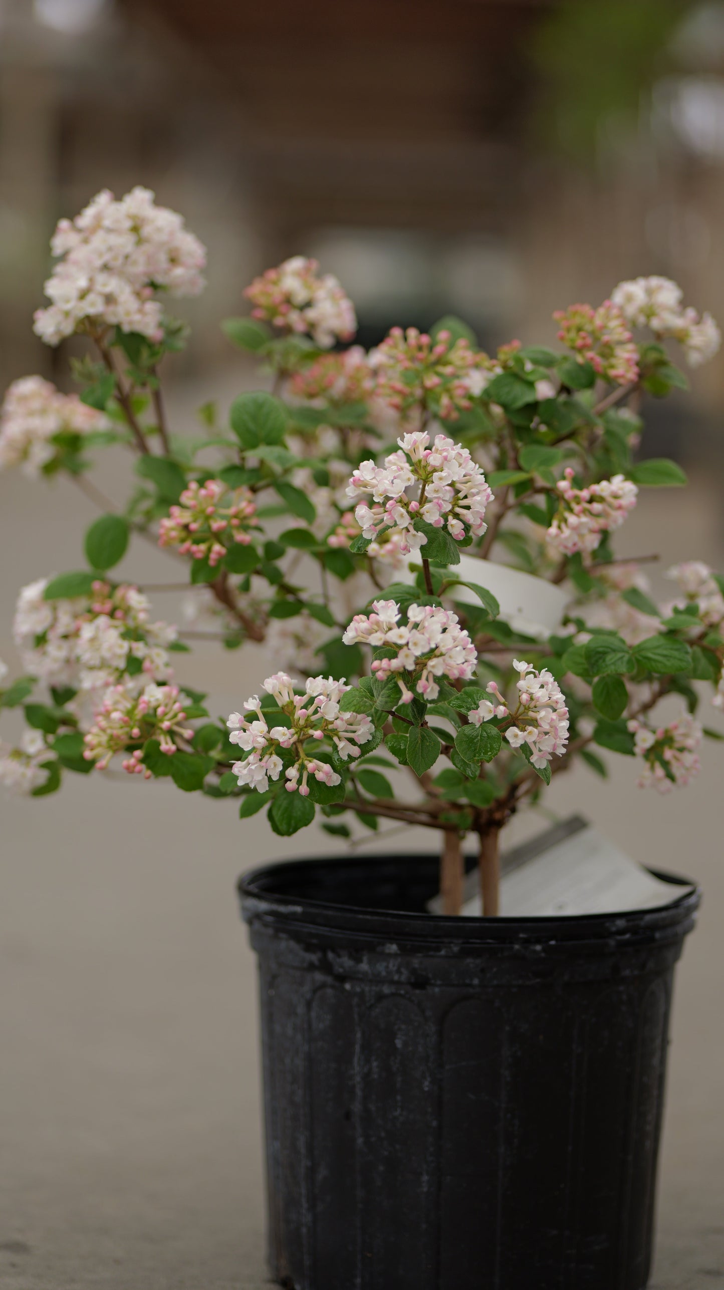 Viburnum | Spice Island Viburnum - 3 Gallon