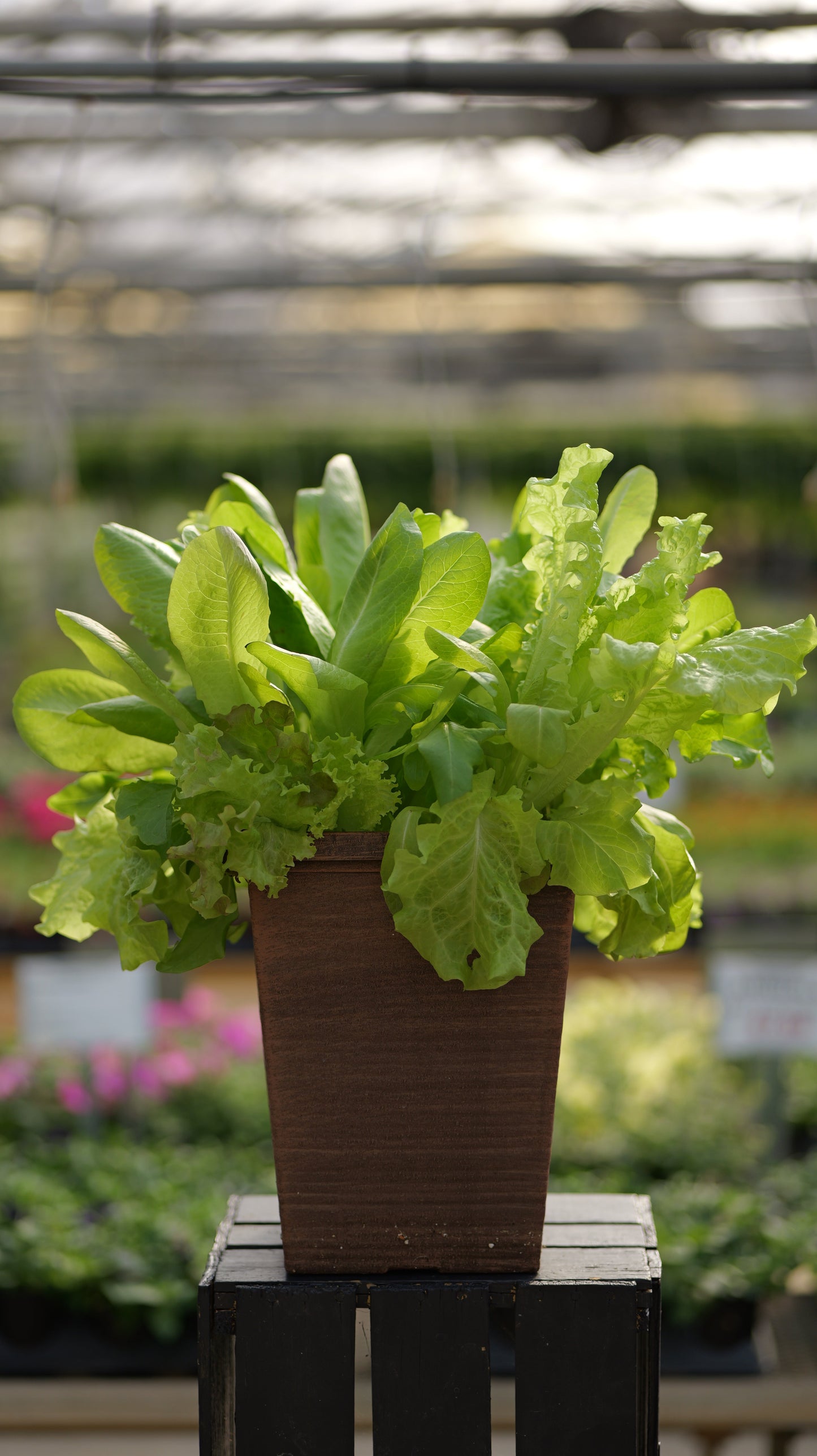 Lettuce | City Garden Mix - Medium Patio Container