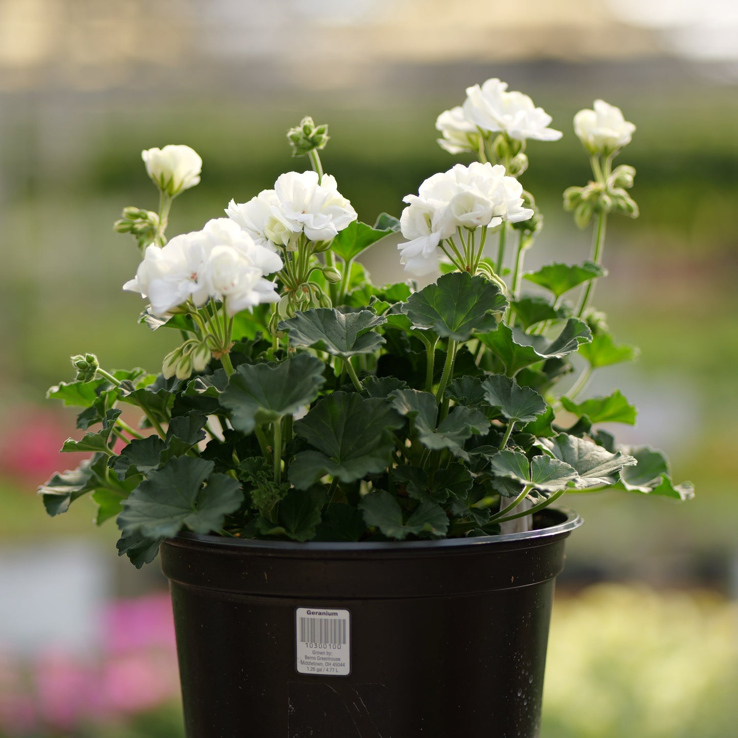 Geranium | Fantasia - 5 Quart