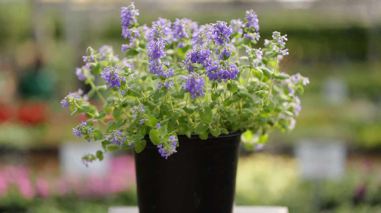 Nepeta | Chartreuse on the Loose Catmint - 1 Gallon