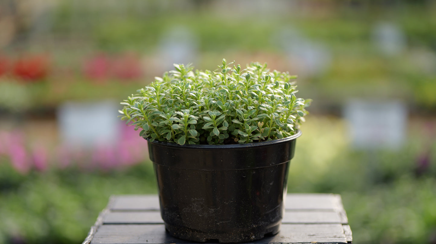 Sedum | Variegated Orange Stonecrop - 1 Gallon