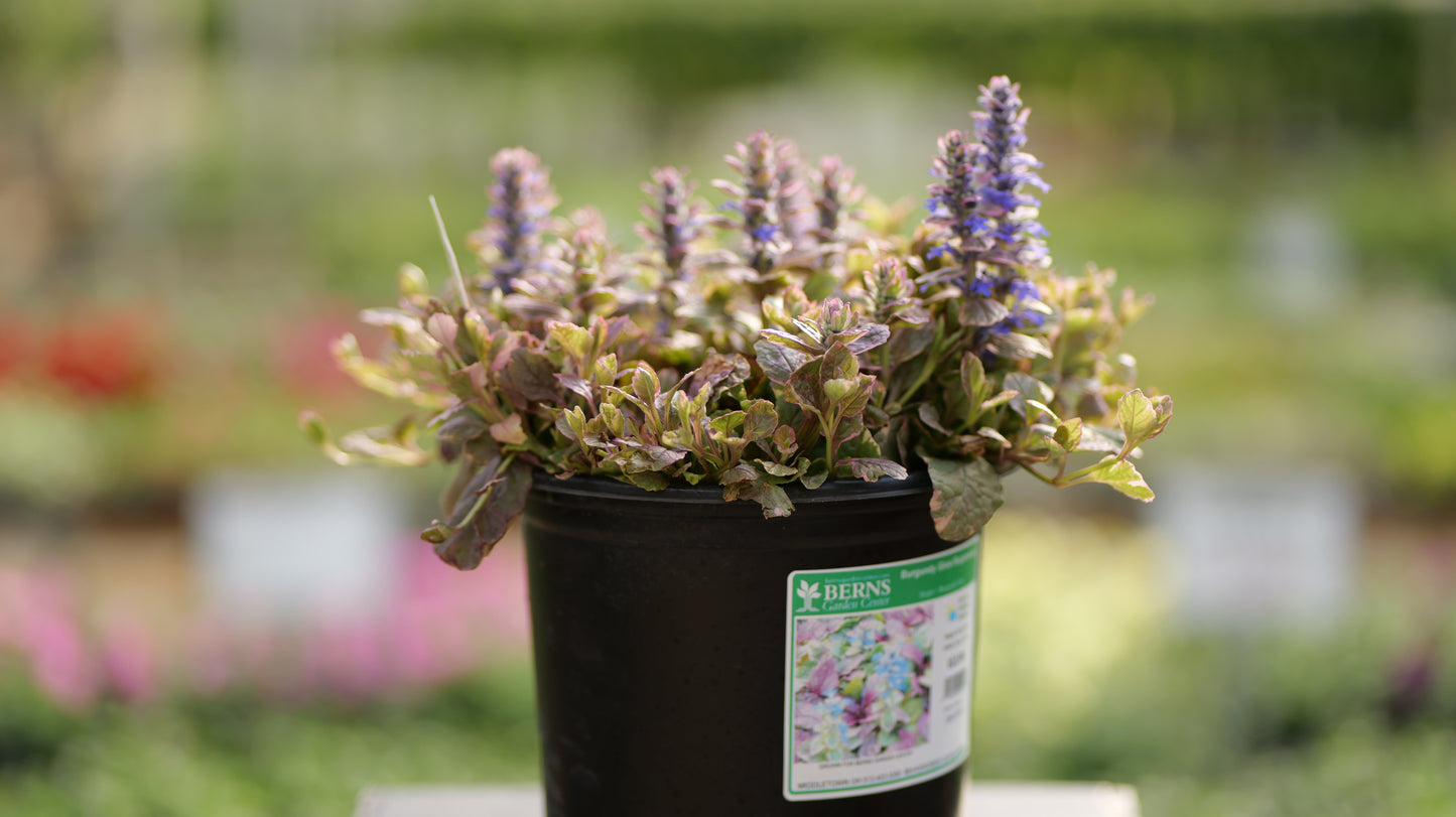 Ajuga | Burgundy Glow Bugleweed - 1 Gallon