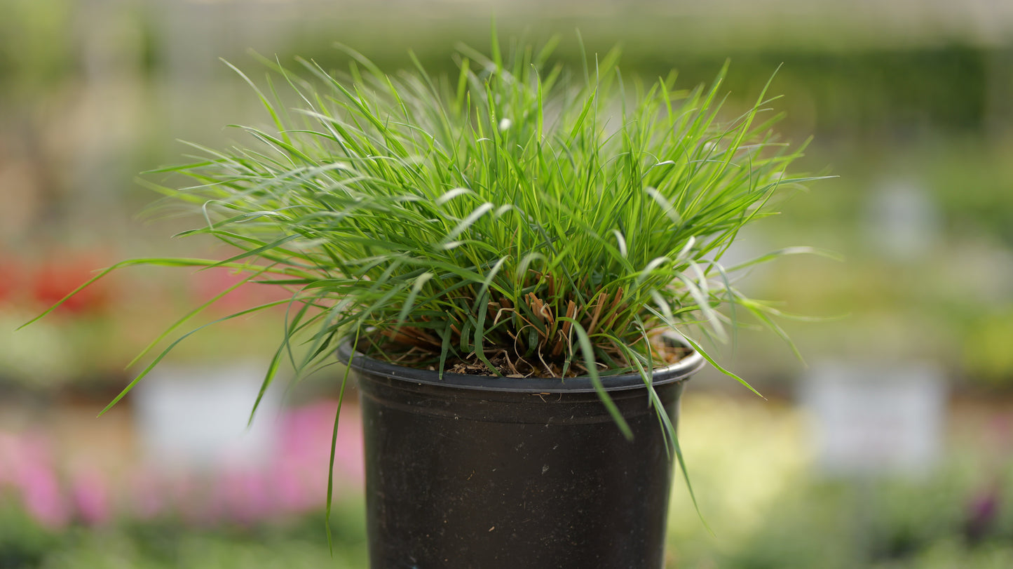Pennisetum | Dwarf Fountain Grass - 3 Gallon