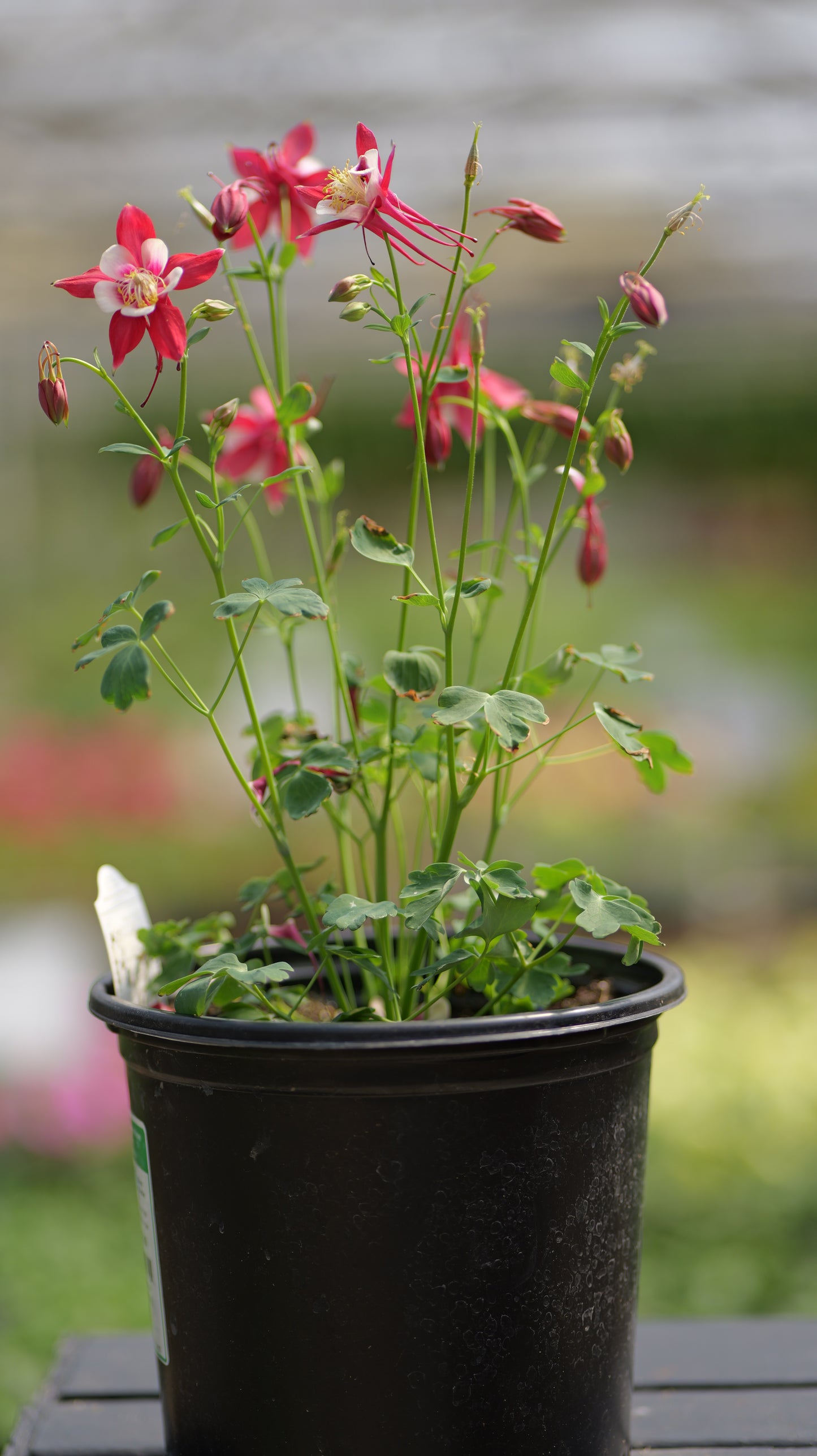 Aquilegia | Kirigami Columbine