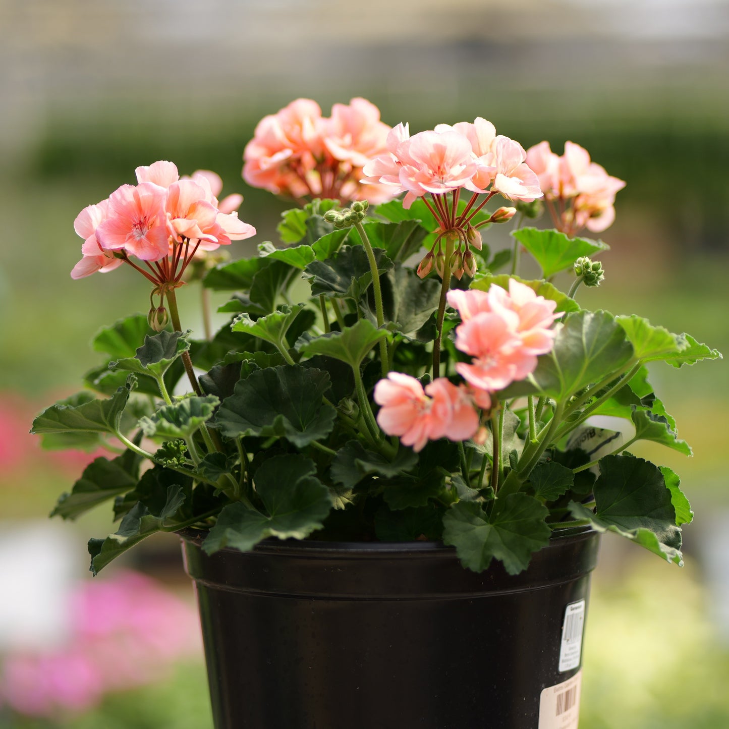Geranium | Tango - 5 Quart