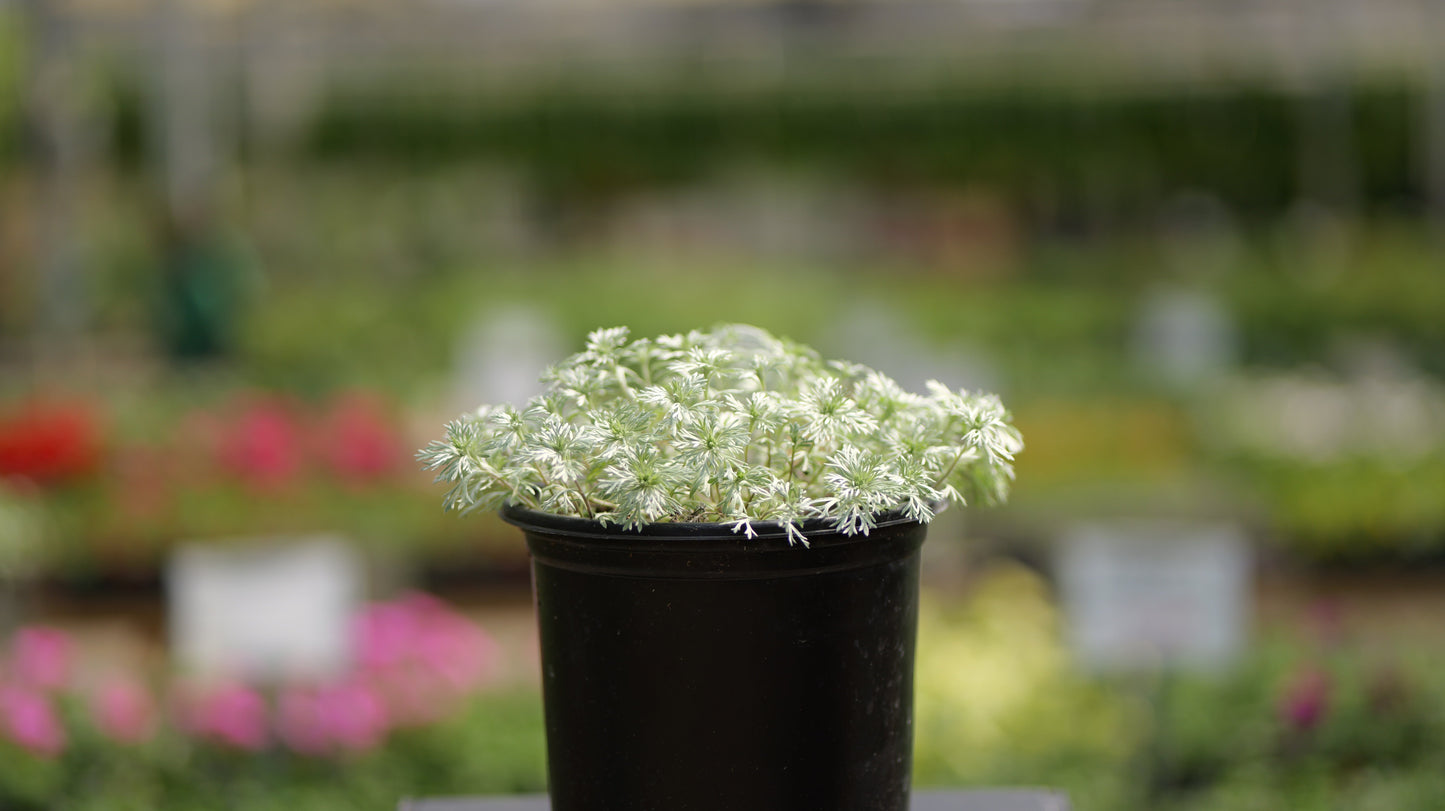 Artemisia | Silver Mound Artemisia - 1 Quart