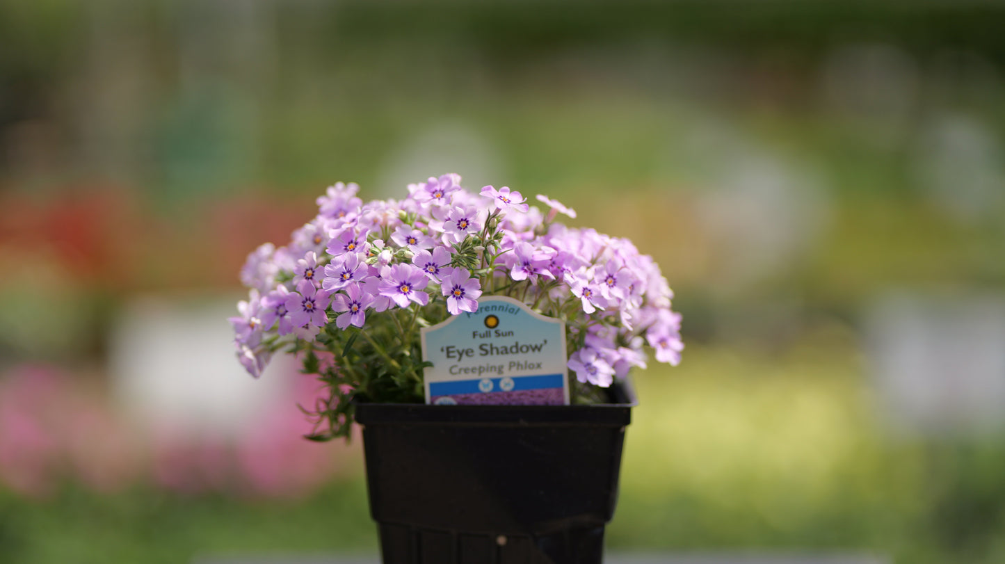 Phlox | Eye Shadow Creeping Phlox - 1 Quart