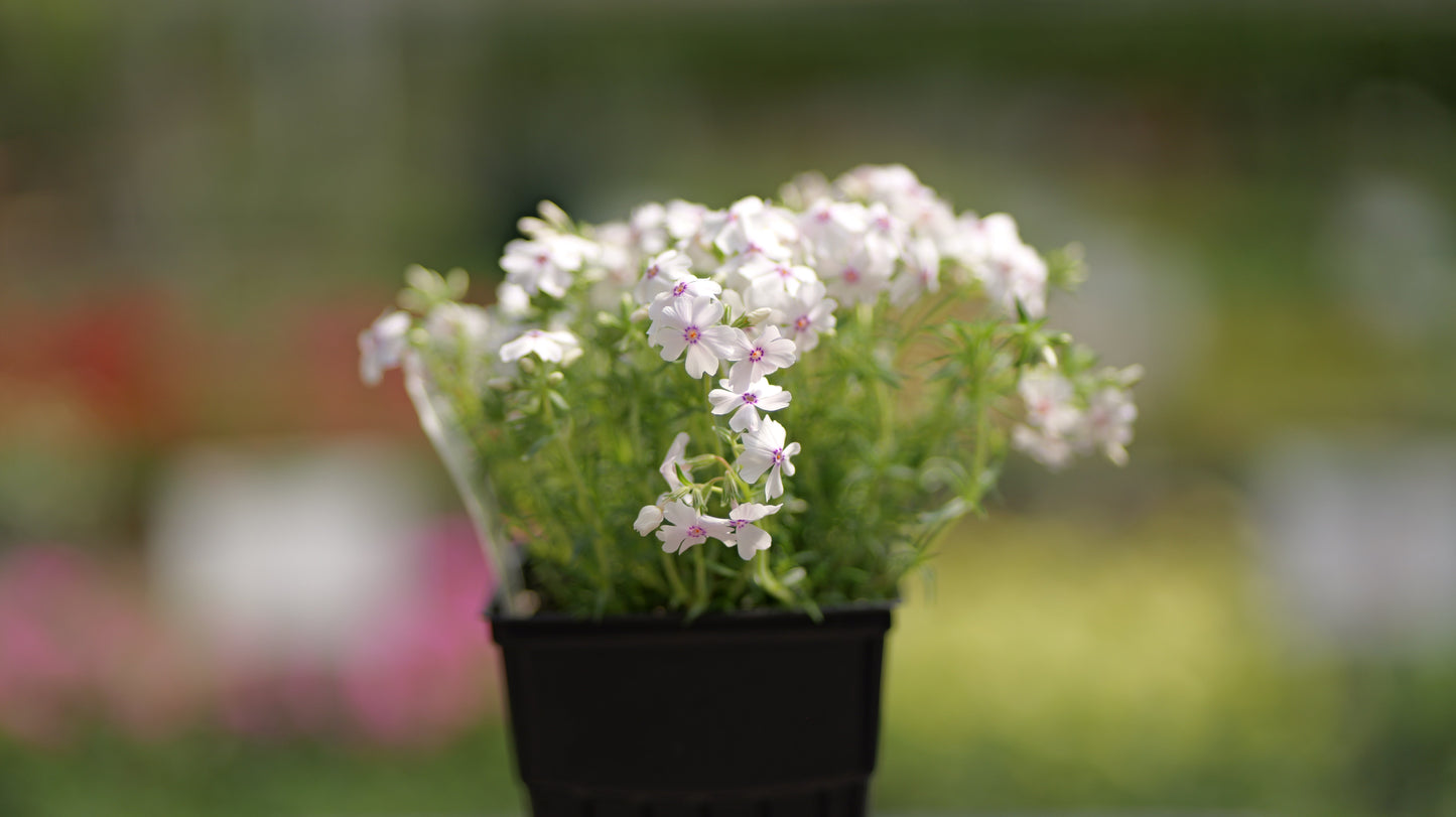 Phlox | Amazing Grace Creeping Phlox - 1 Quart