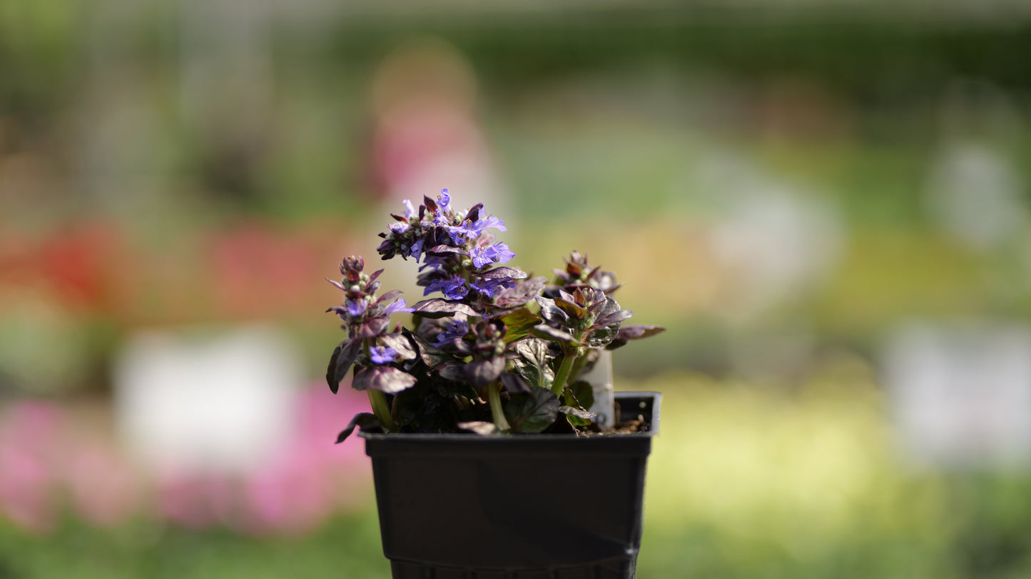 Ajuga | Black Scallop Bugleweed - 1 Quart