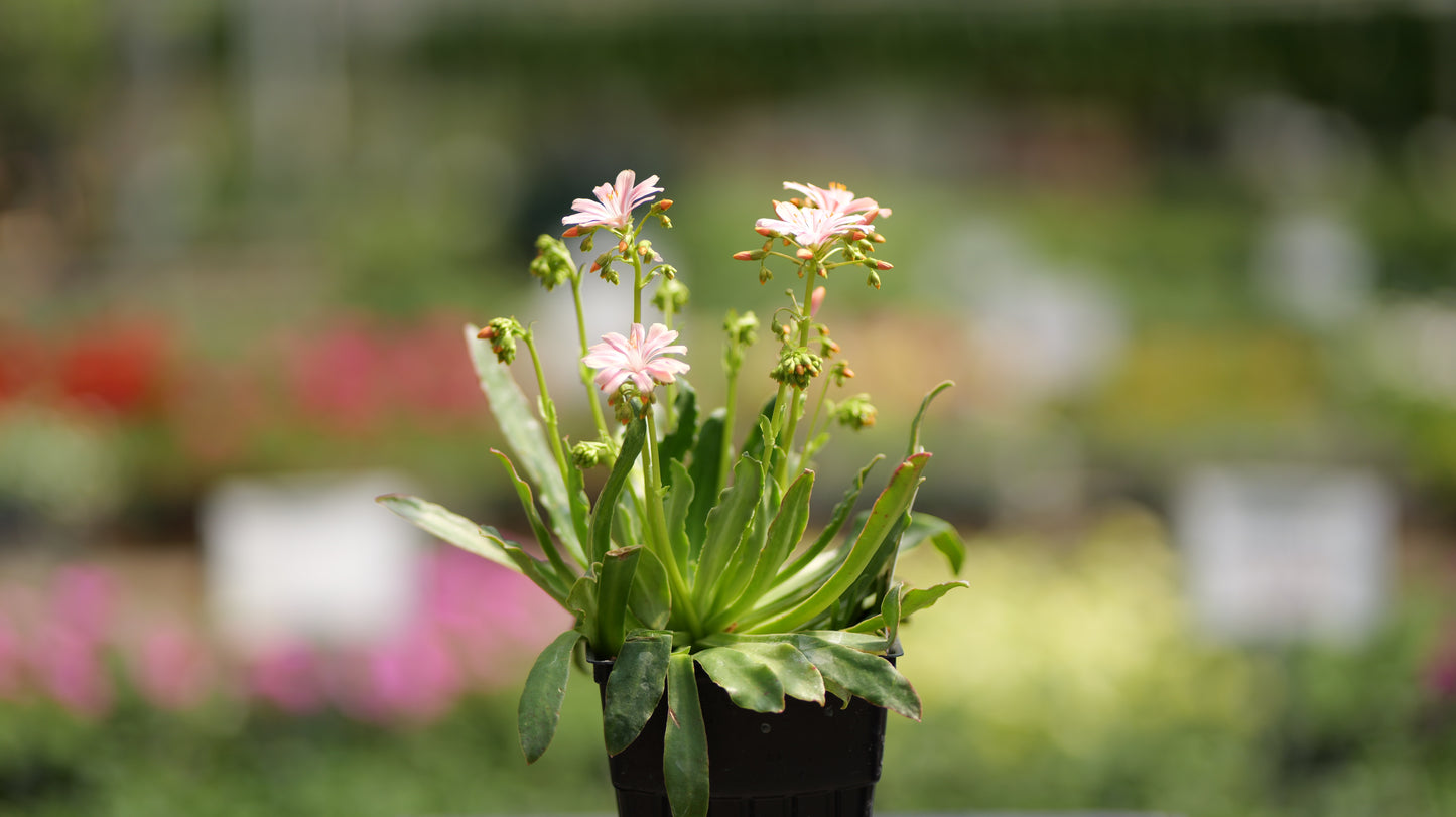 Lewisia | Sunset Strain Lewisia