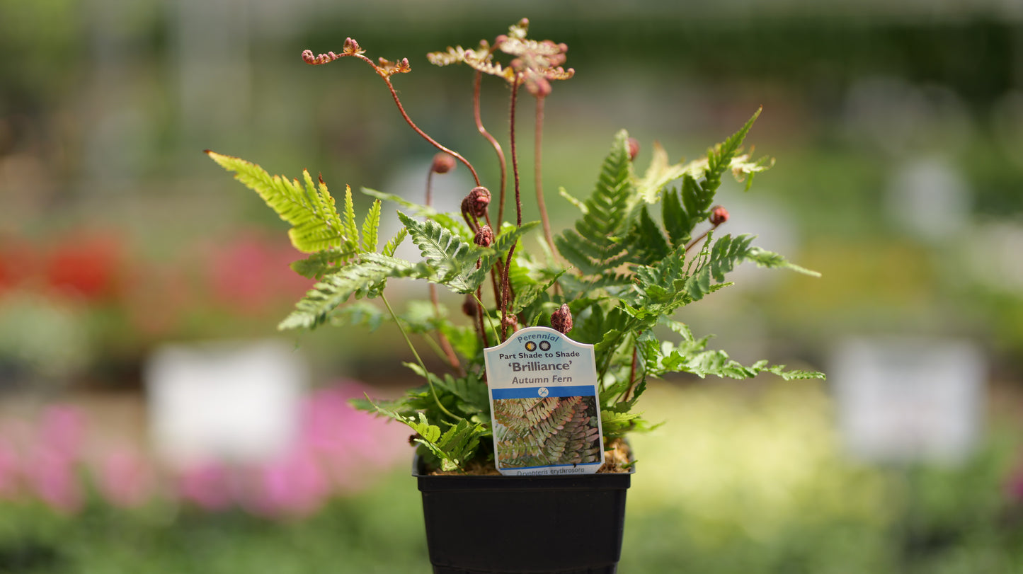 Dryopteris | Brilliance Autumn Fern