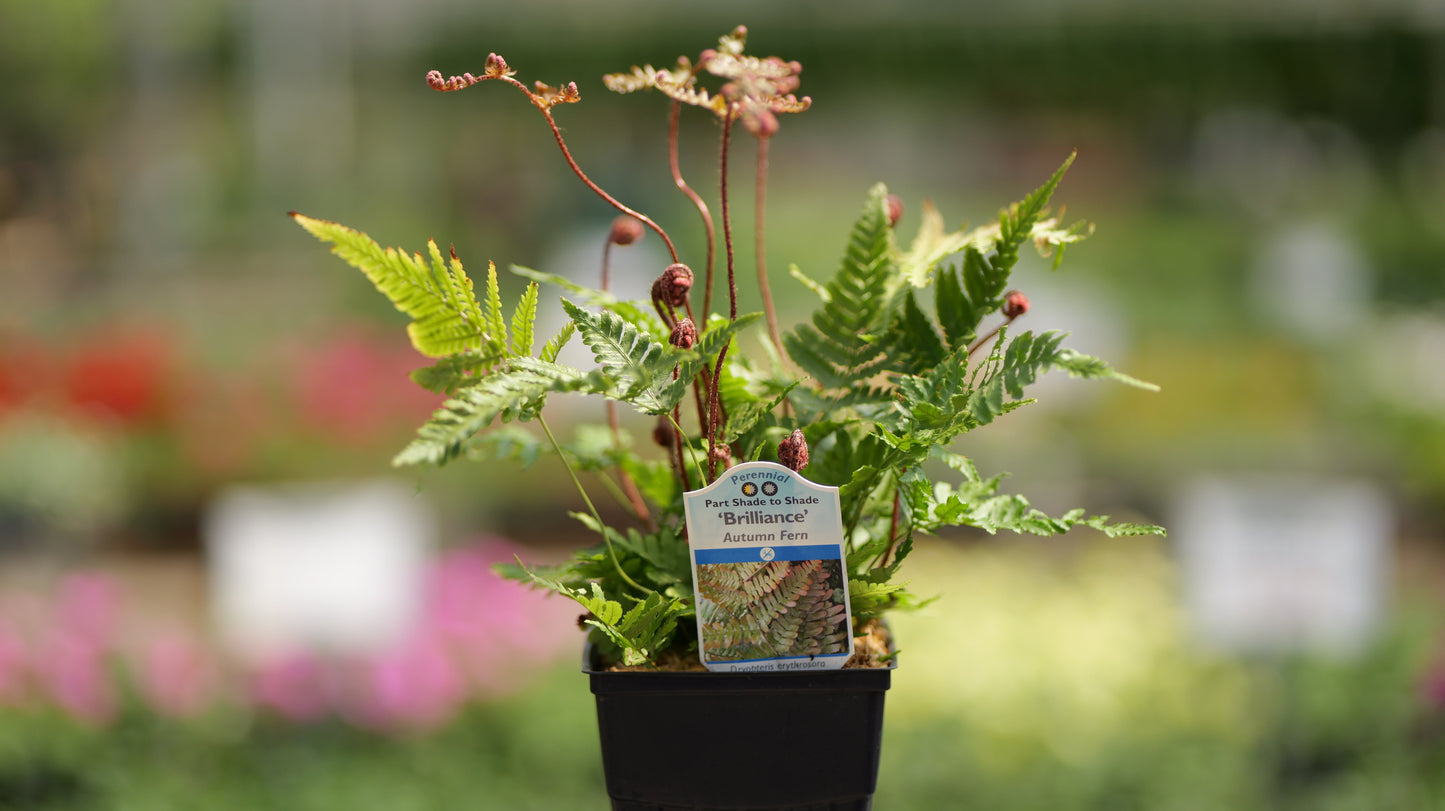 Dryopteris | Brilliance Autumn Fern - 1 Quart