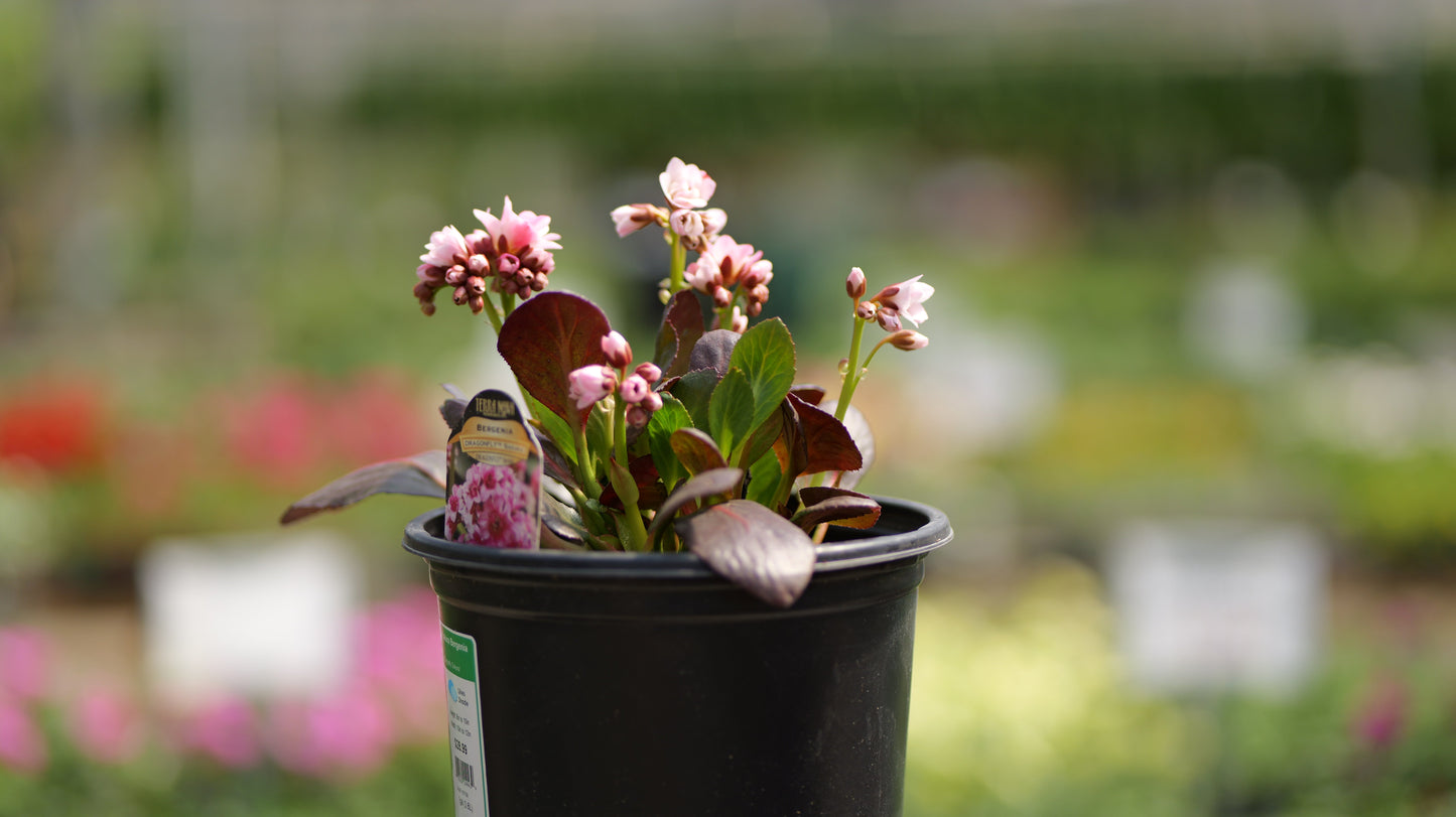 Bergenia | Sakura Bergenia - 1 Gallon