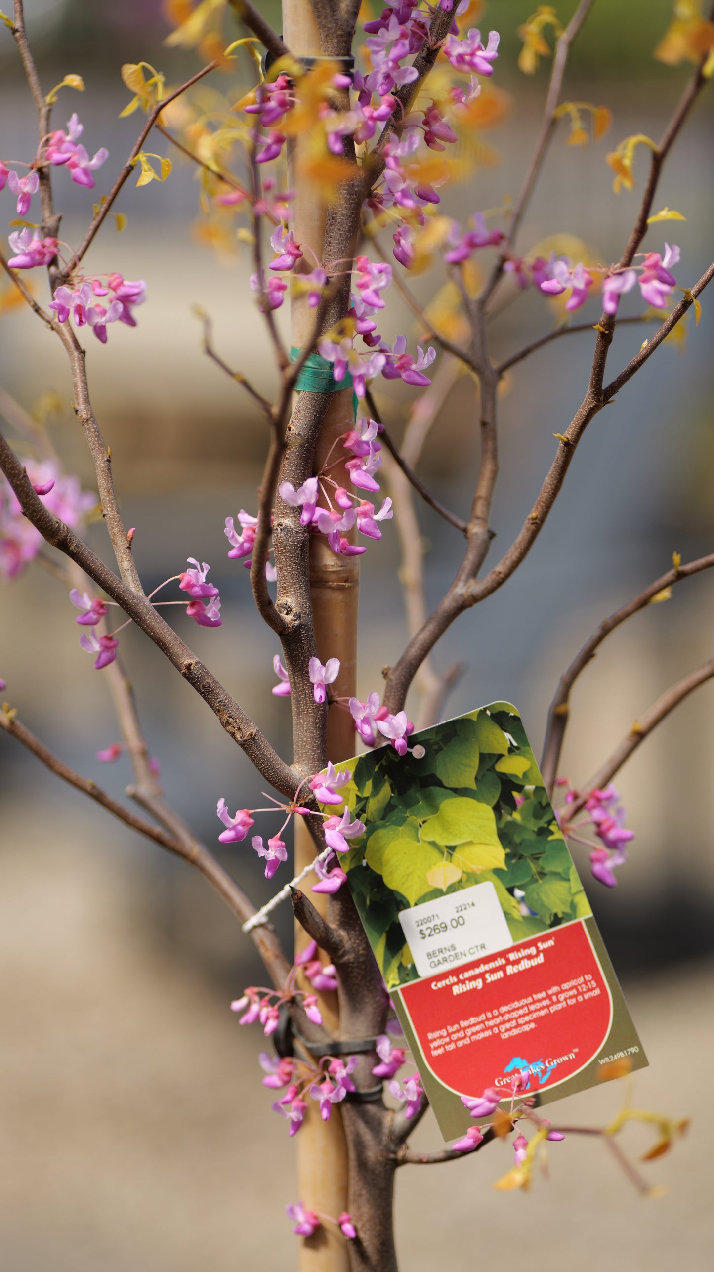 Cercis | The Rising Sun Redbud - 10 Gallon