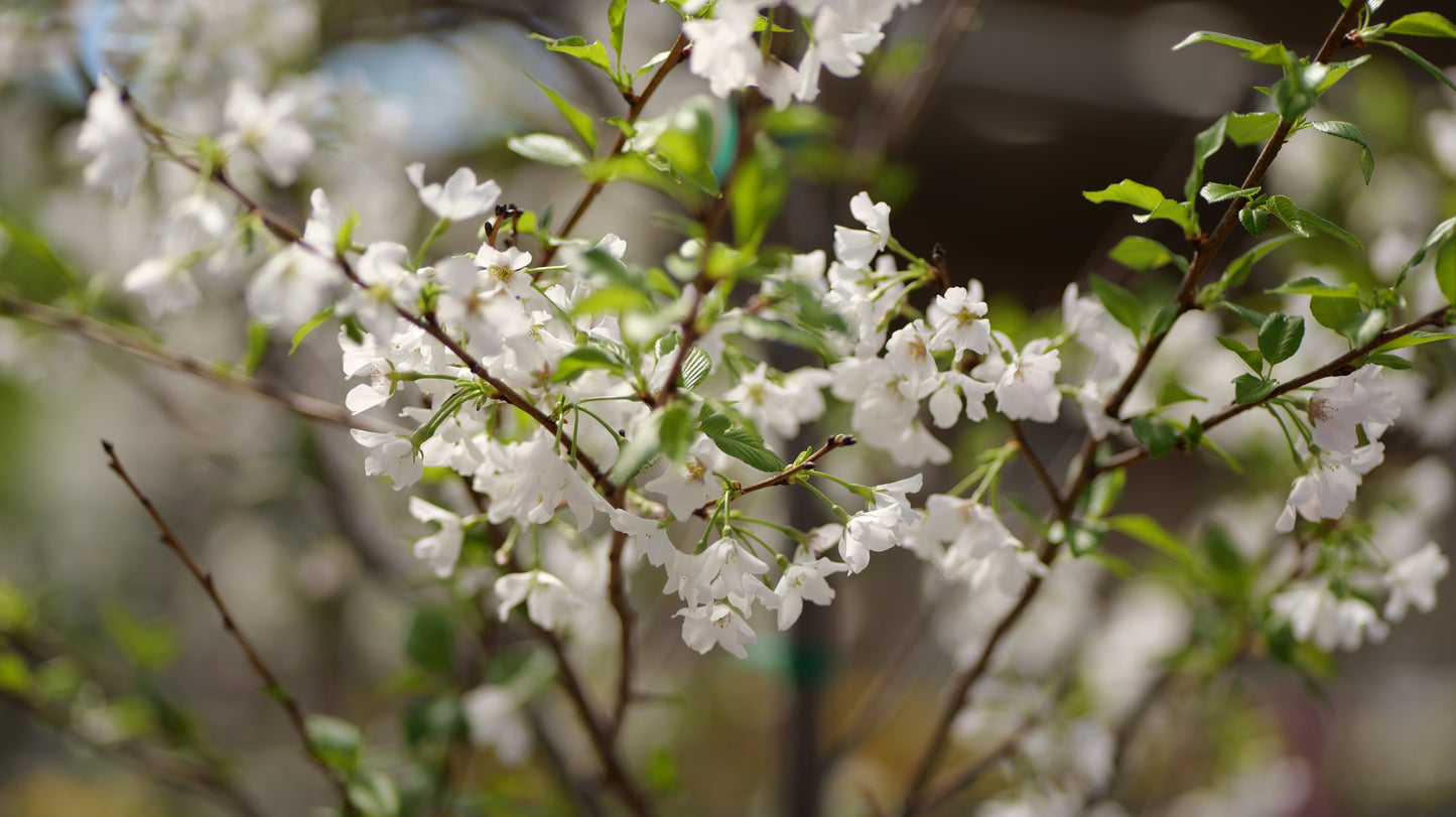 Prunus | Yoshino Cherry
