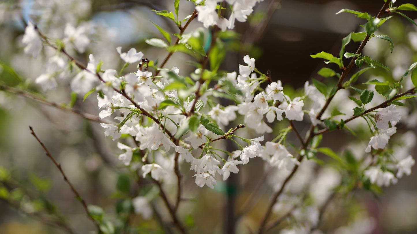 Prunus | Yoshino Cherry - 10 Gallon