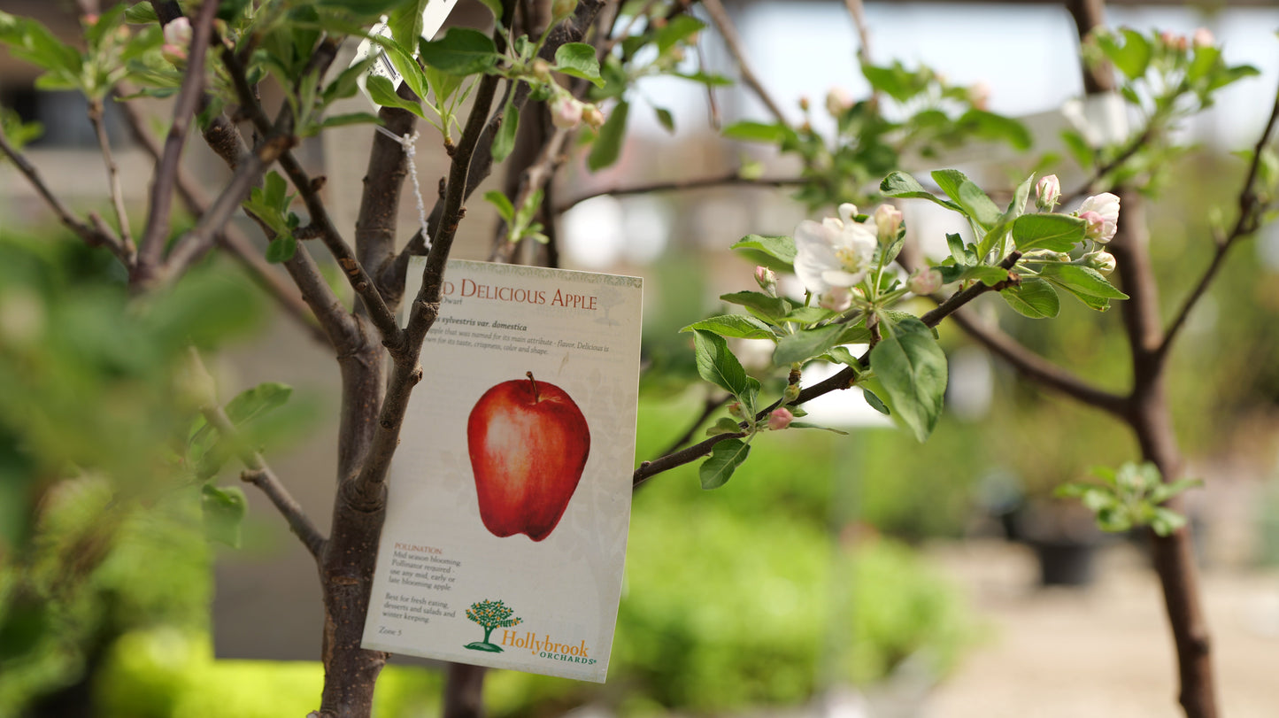 Malus | Red Delicious Apple - 7 Gallon