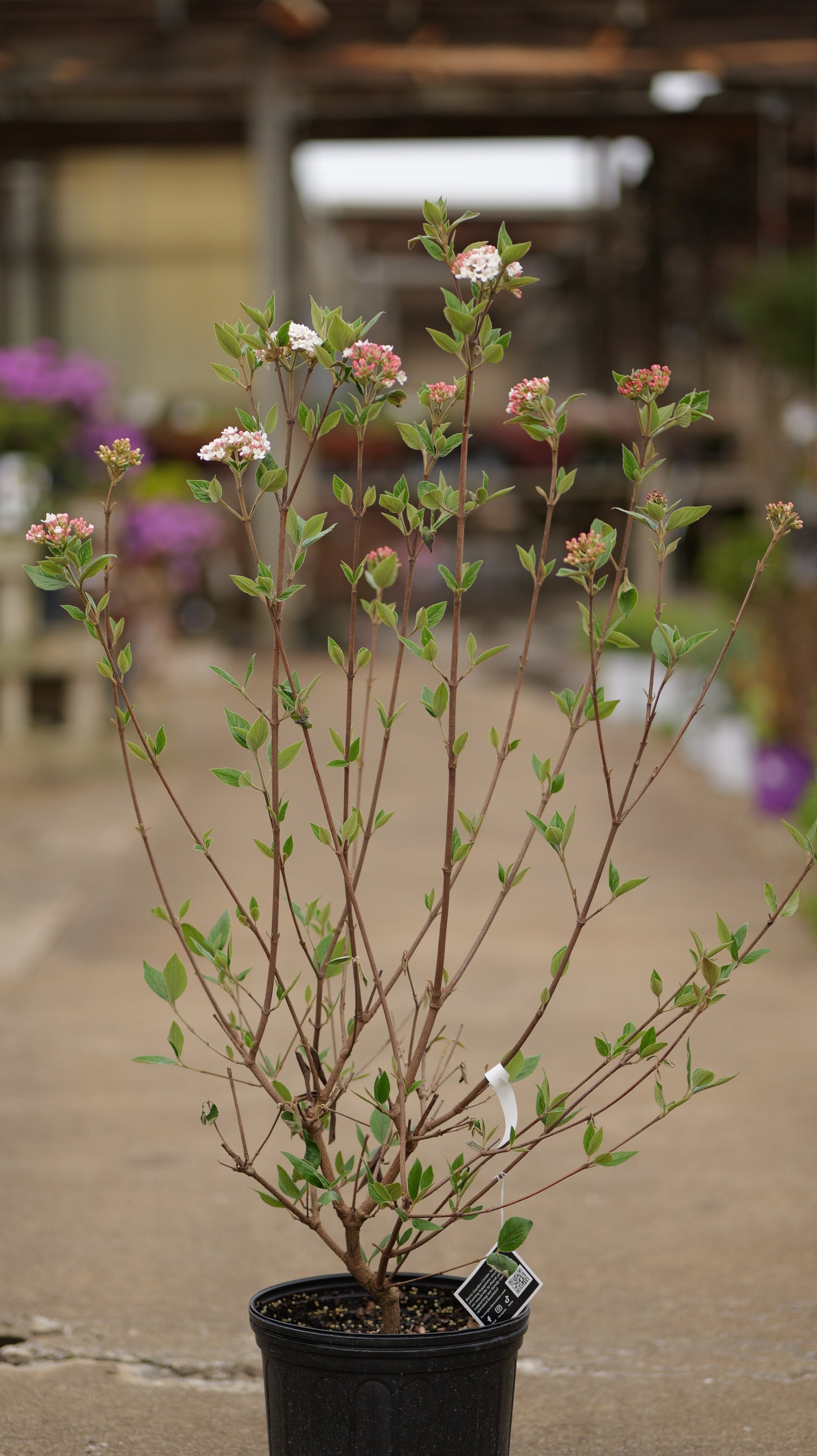 Viburnum | Mohawk Viburnum - 3 Gallon