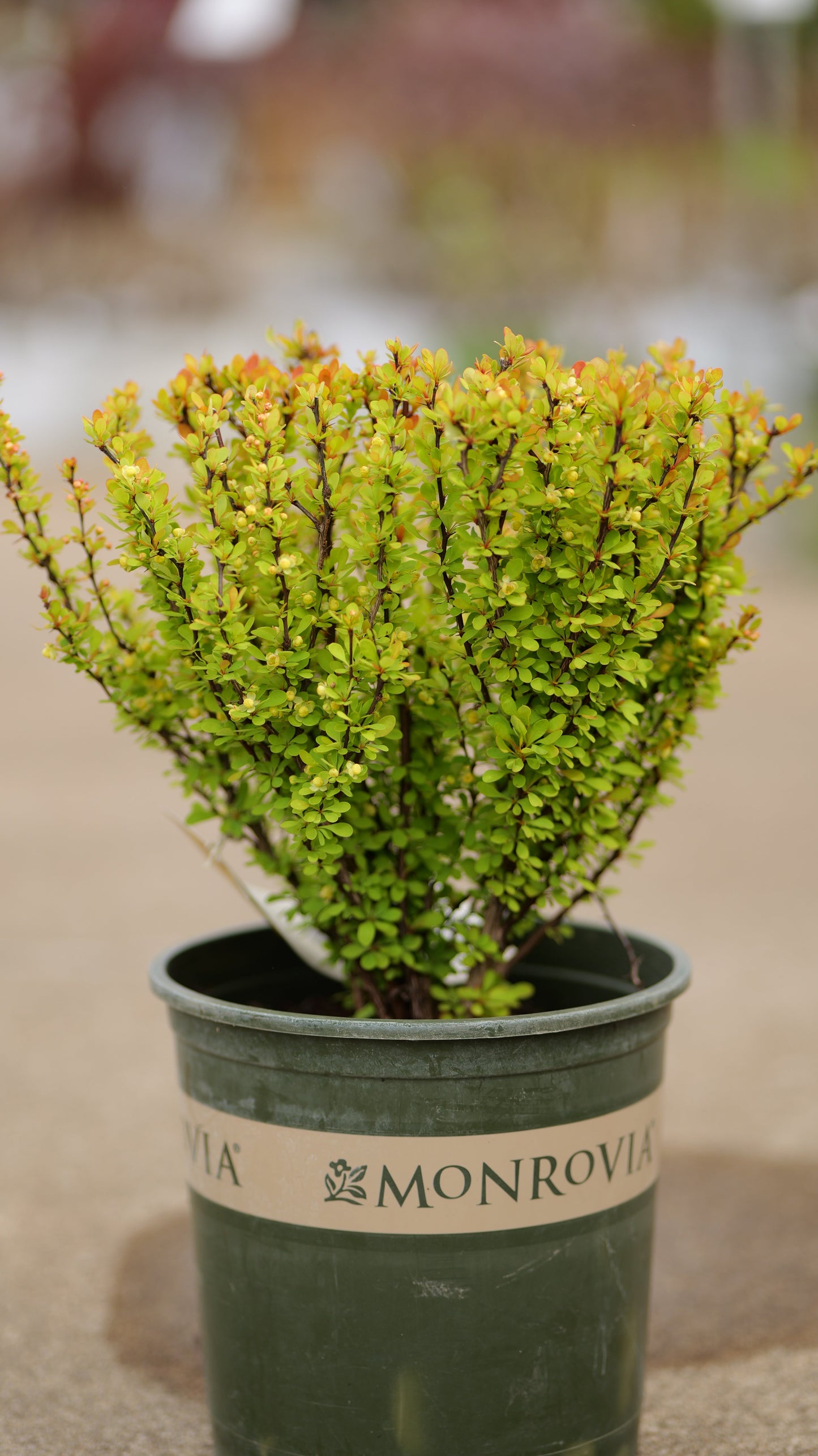 Berberis | Golden Rocket Barberry - 2 Gallon
