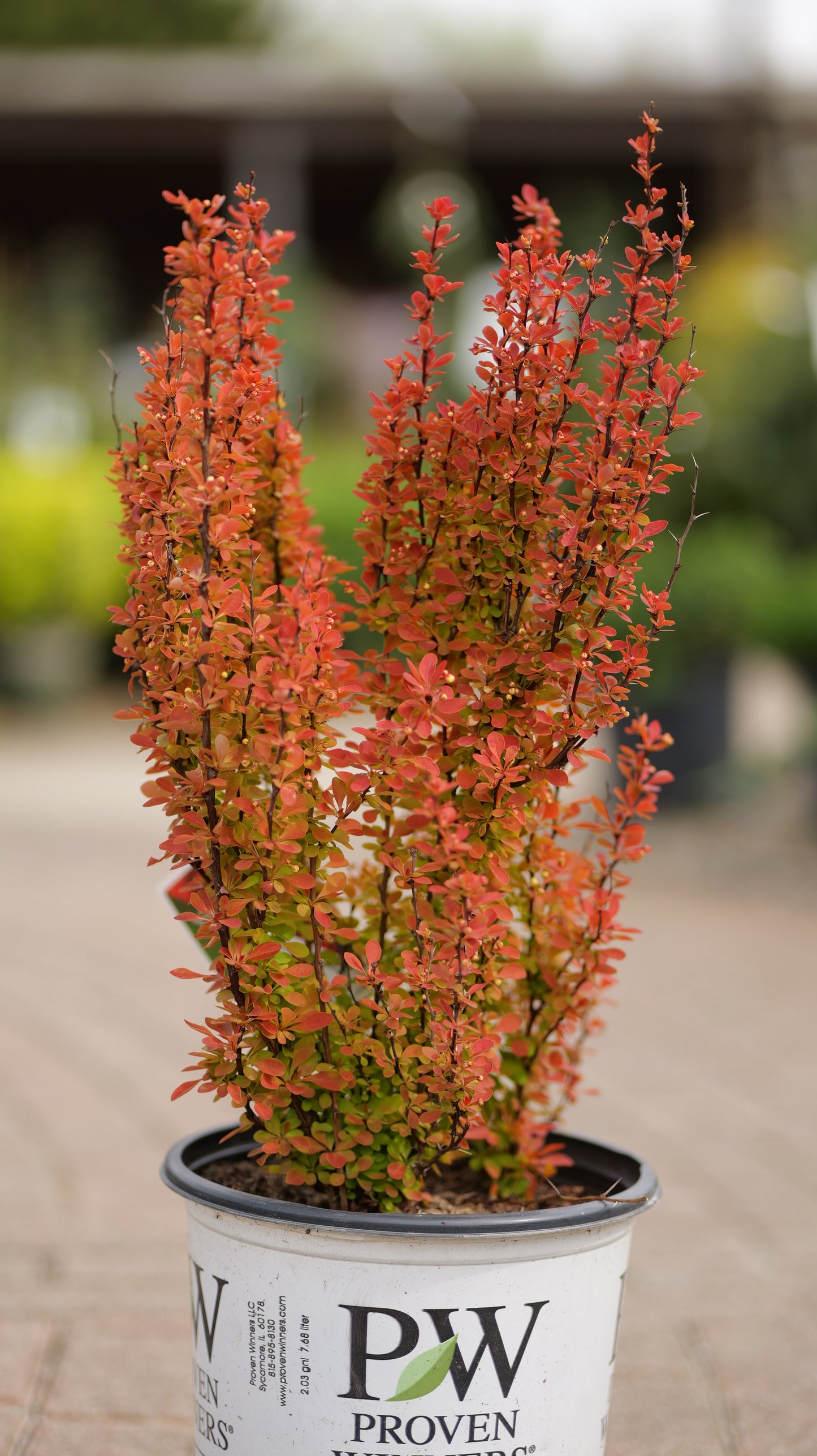 Berberis | Sunjoy Orange Pillar Barberry - 2 Gallon