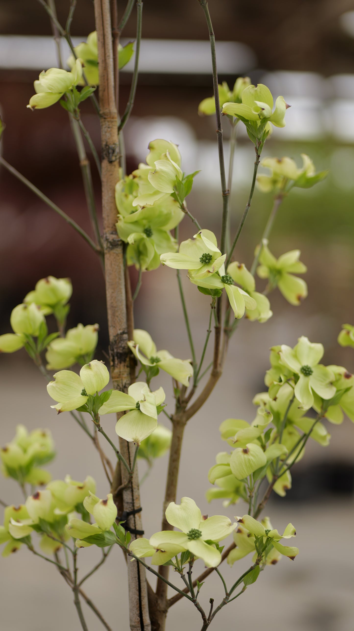 Cornus | Cherokee Princess Dogwood