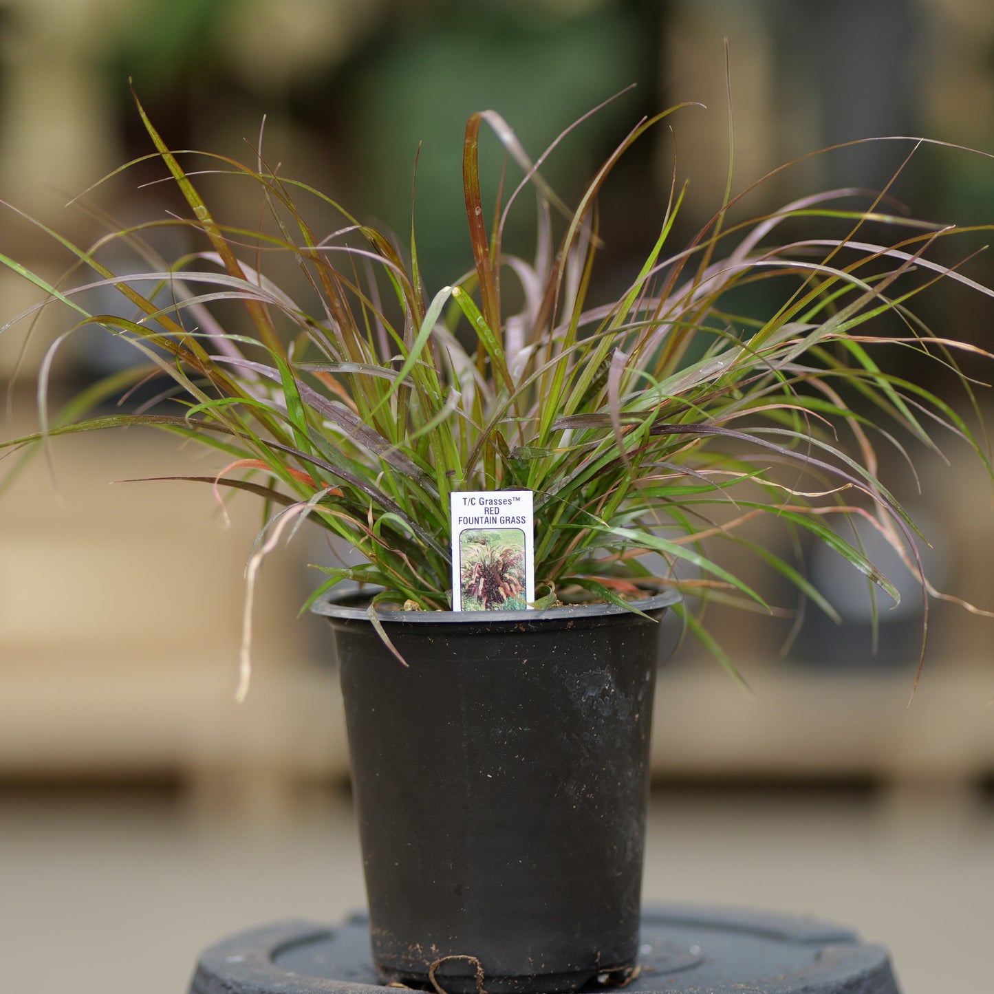 Pennisetum | Purple Fountain Grass - 1 Quart