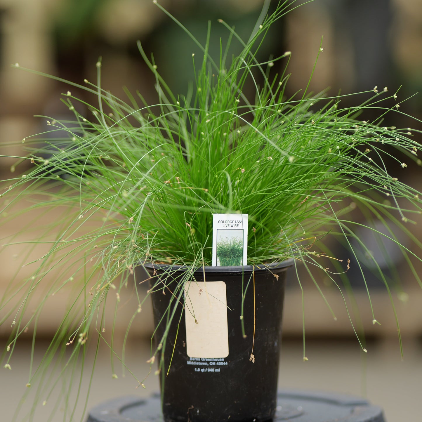 Isolepis | ColorGrass Fiber Optic - 1 Quart