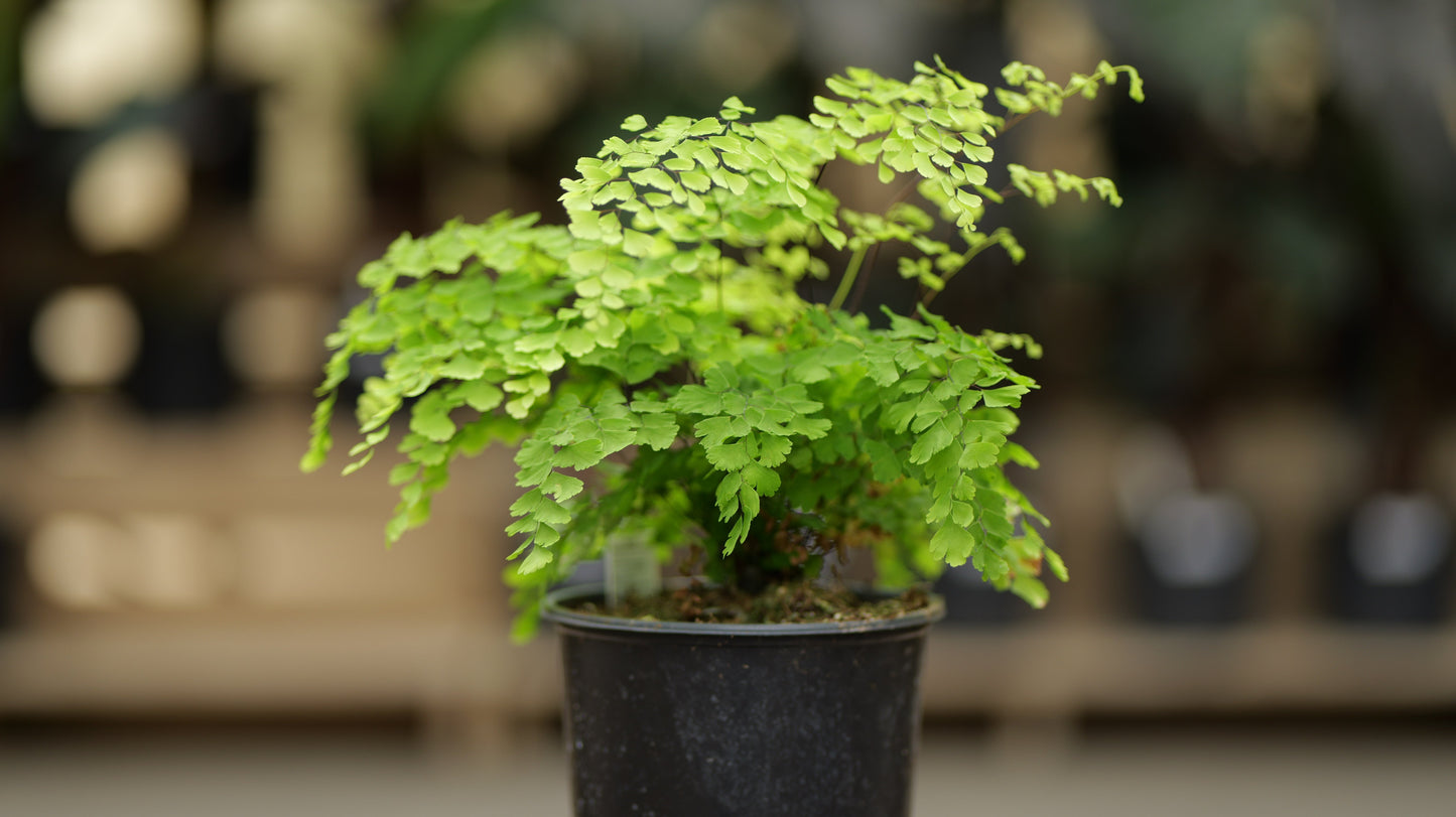 Fern | Maiden Hair - 1 Gallon