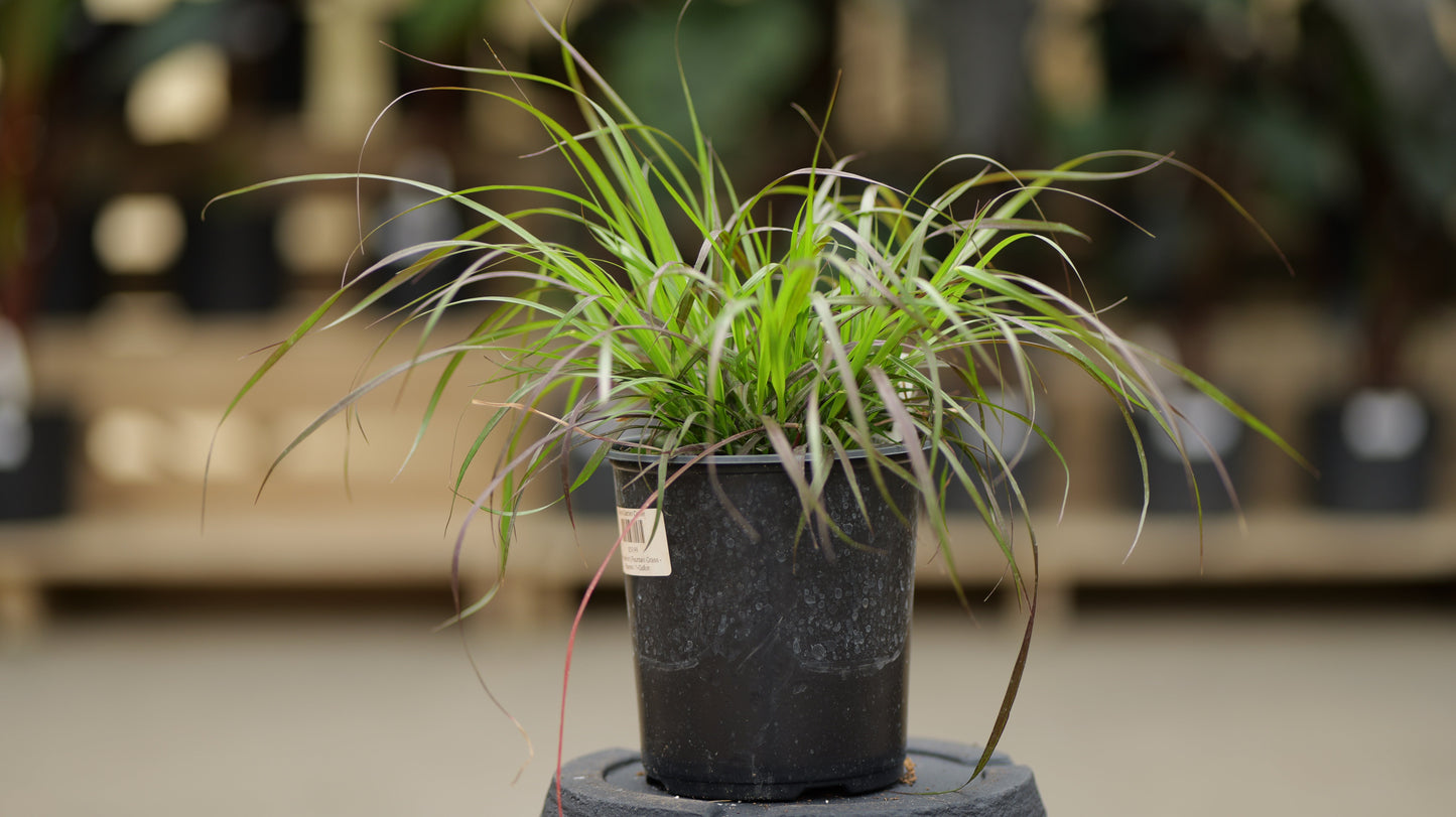 Pennisetum | Purple Fountain Grass - 1 Gallon