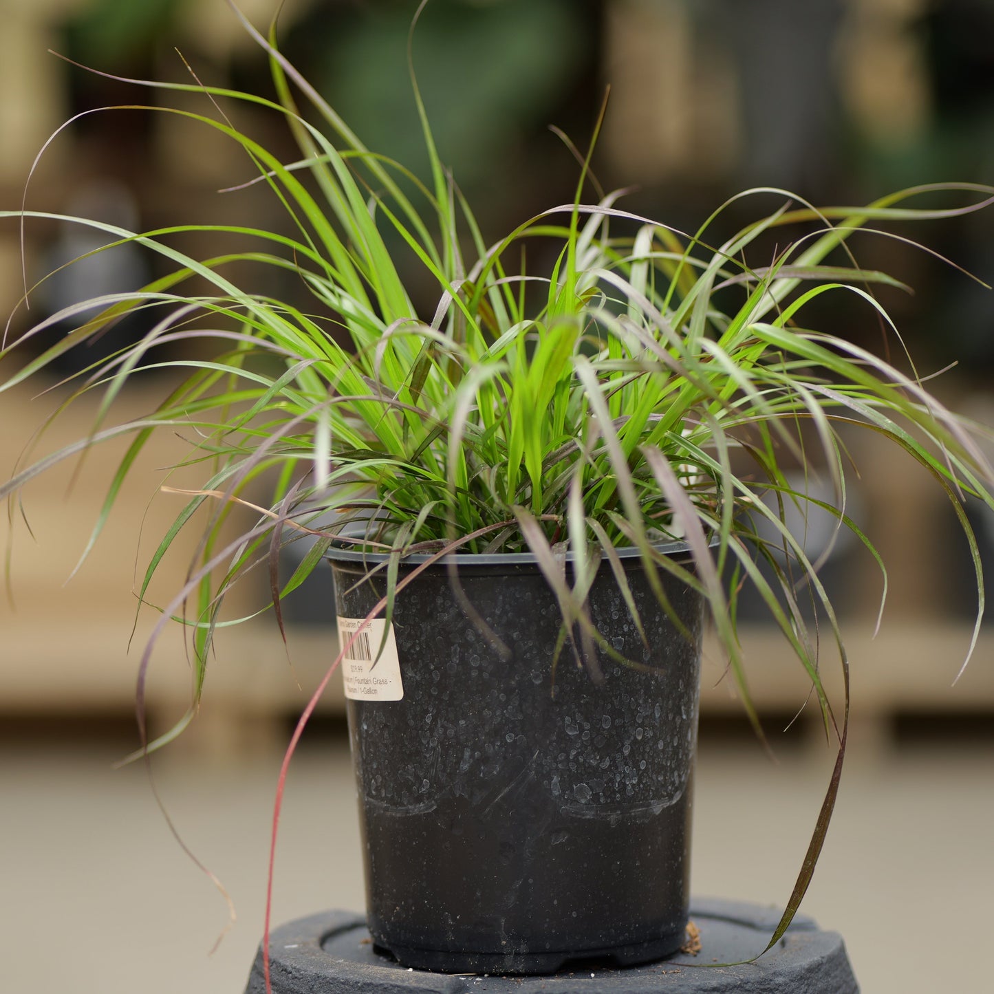 Pennisetum | Purple Fountain Grass - 1 Gallon
