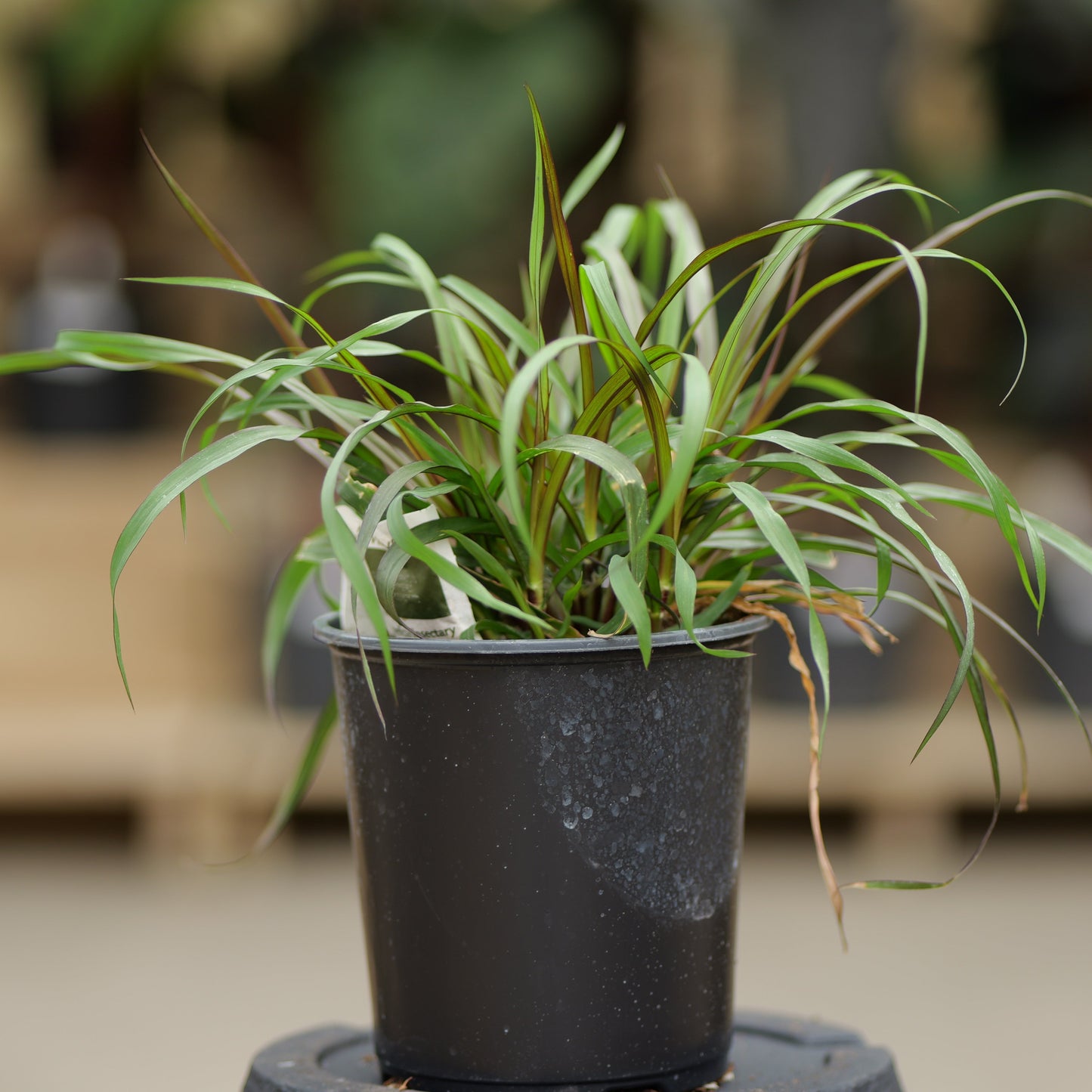 Pennisetum | Vertigo Grass - 1 Gallon