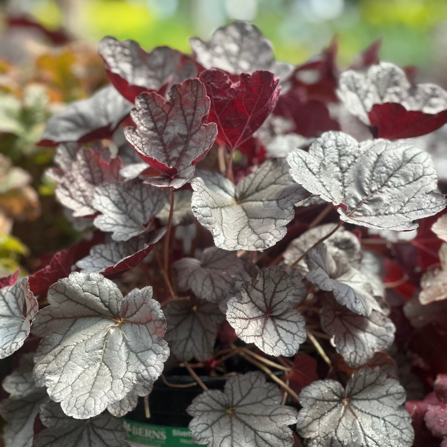 Heuchera | Indian Summer Coral Bells | Silverberry - 1 Gallon