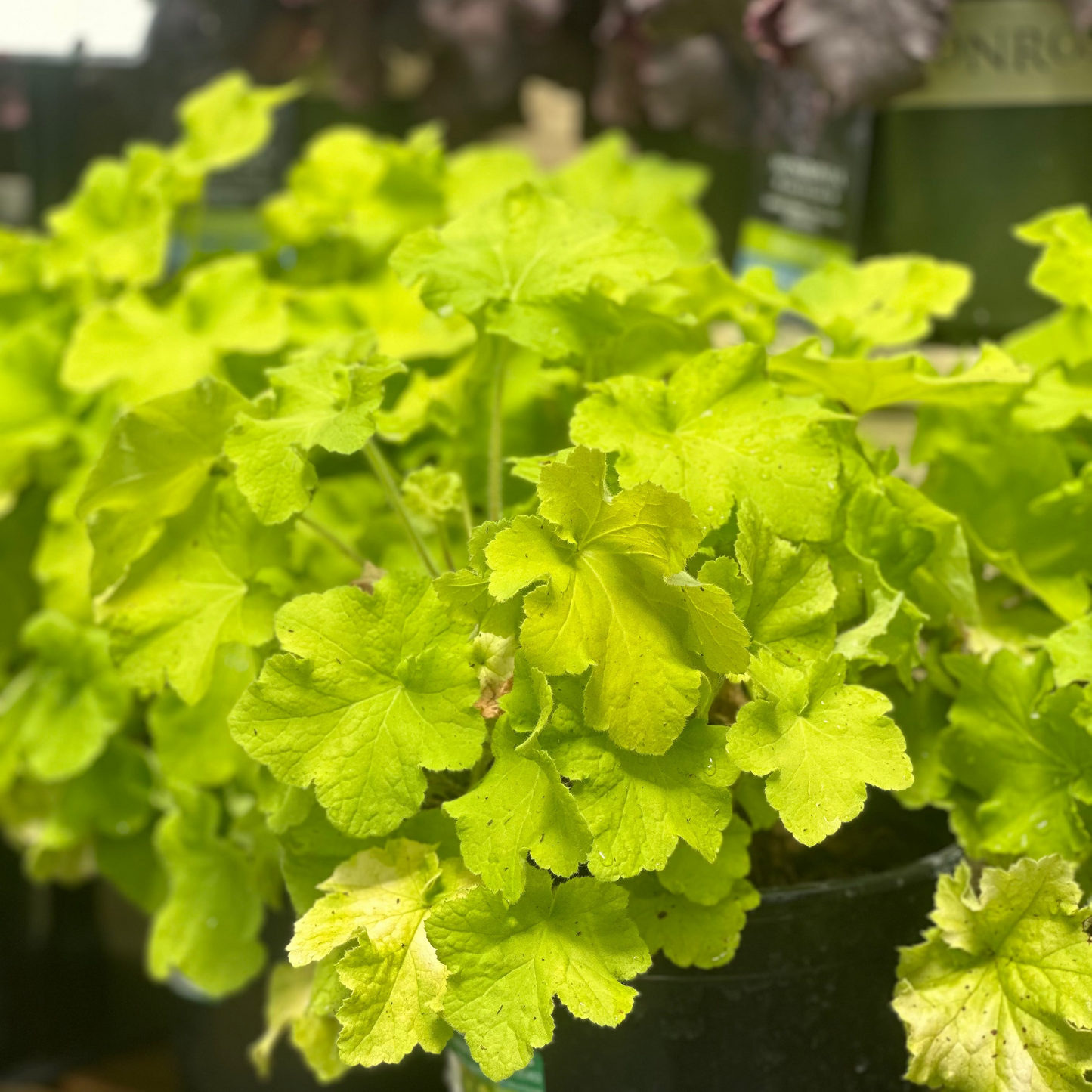 Heuchera | Guacamole Coral Bells - 1 Gallon